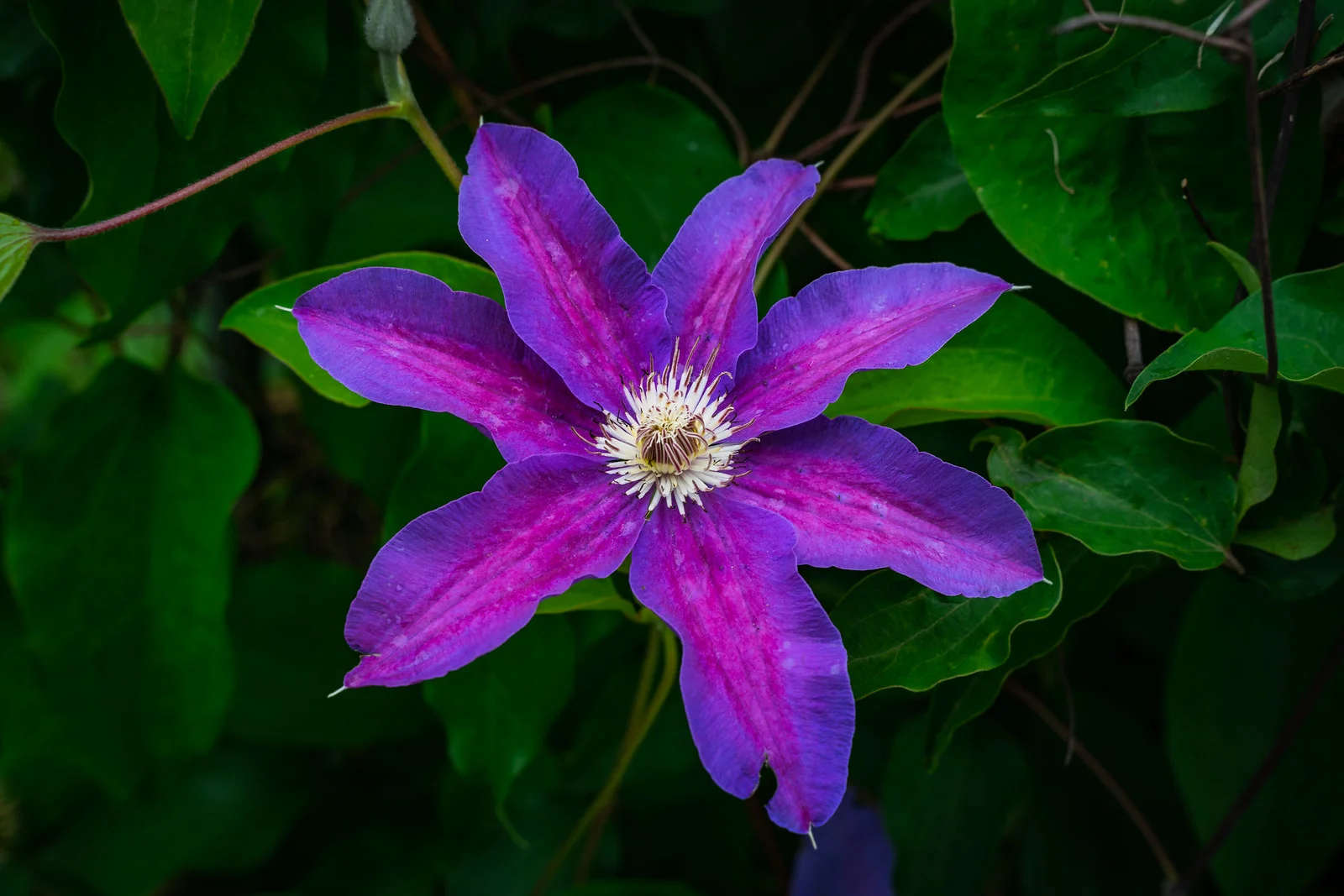 Sony a7RII + Tamron 28-75 f/2.8 @ 75mm, f/8, ISO100, 1/125 sec.
