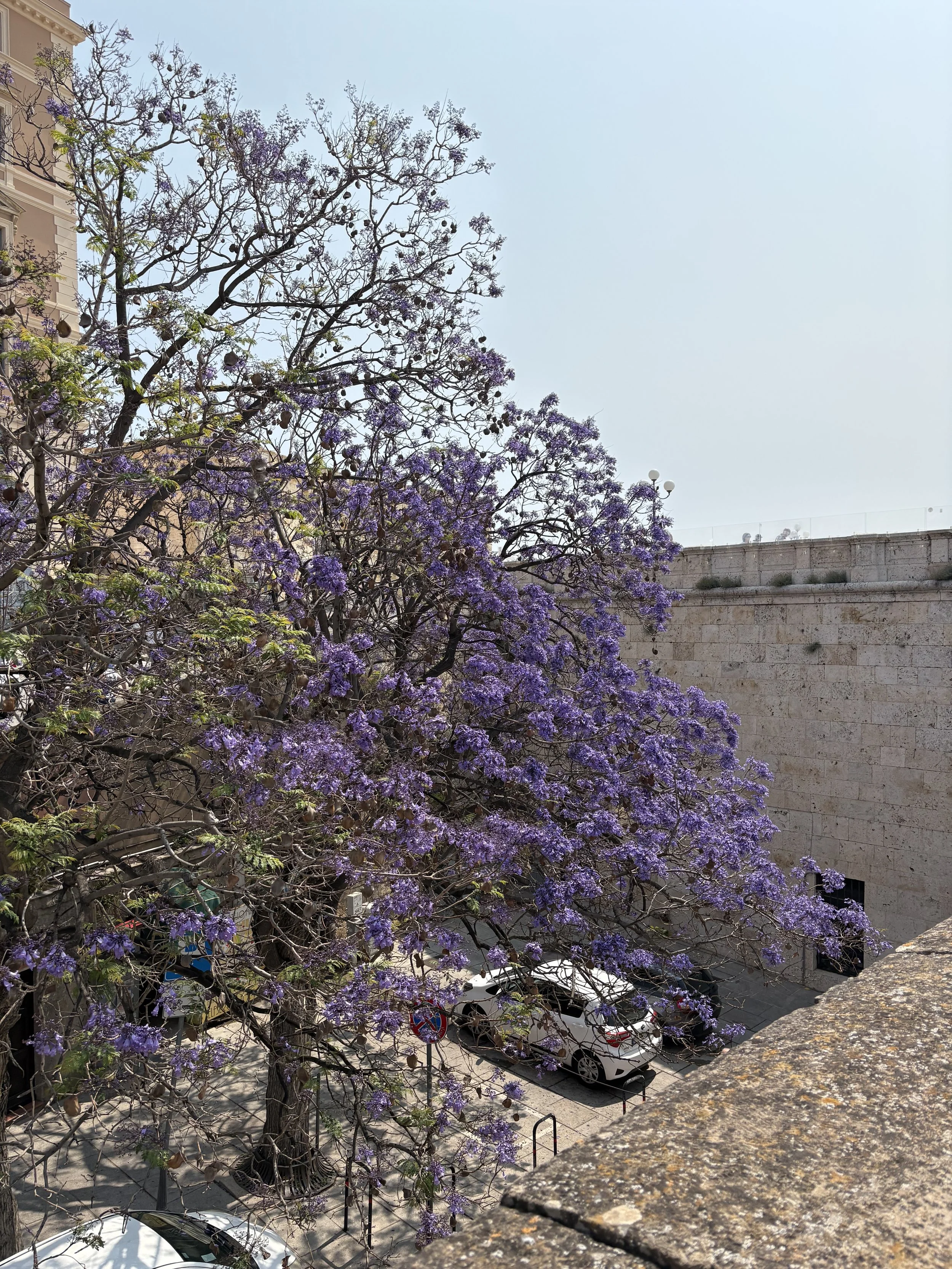 IMG_1888.jpeg