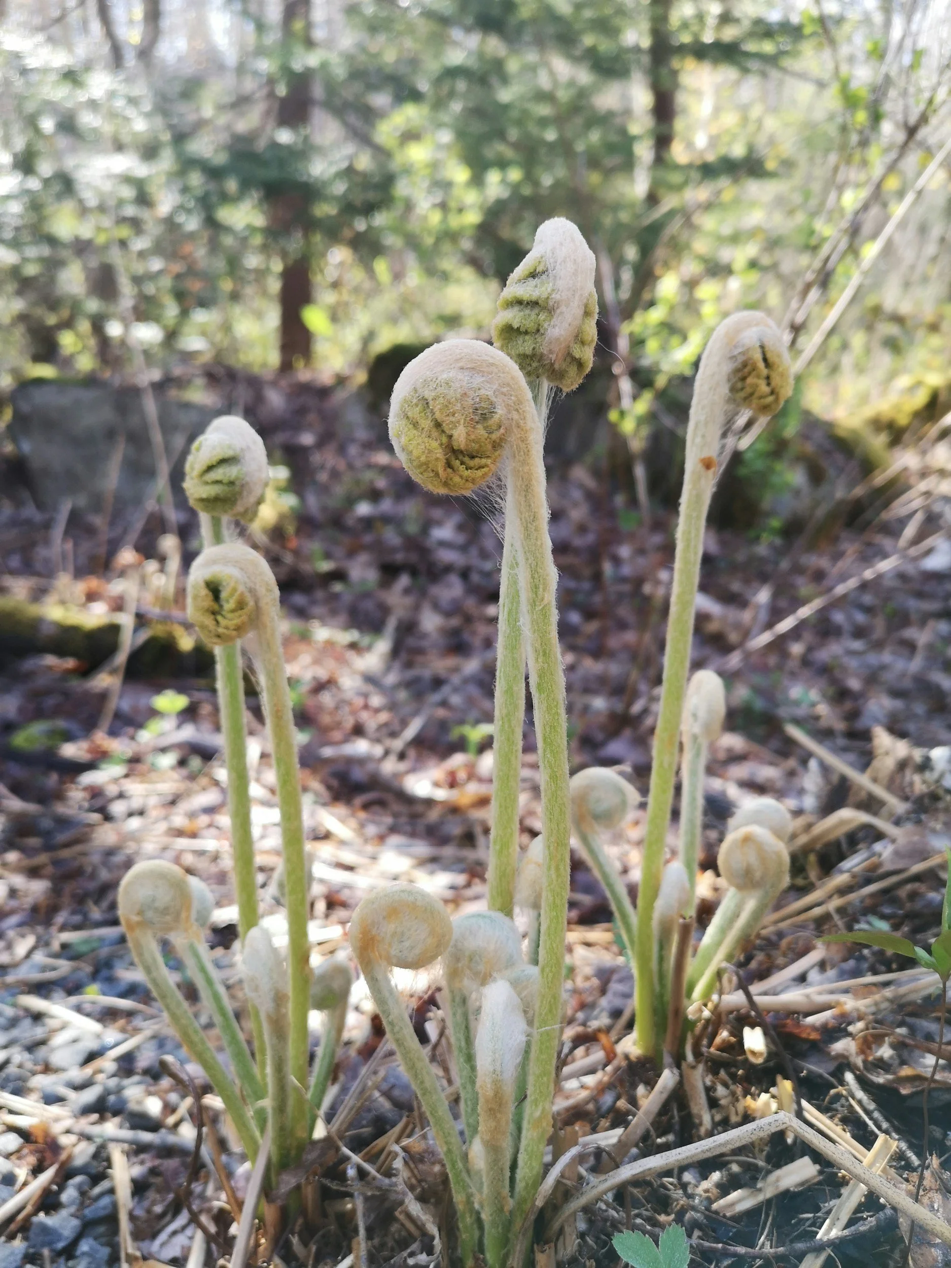 Three small fiddlehead fern plans in the forest