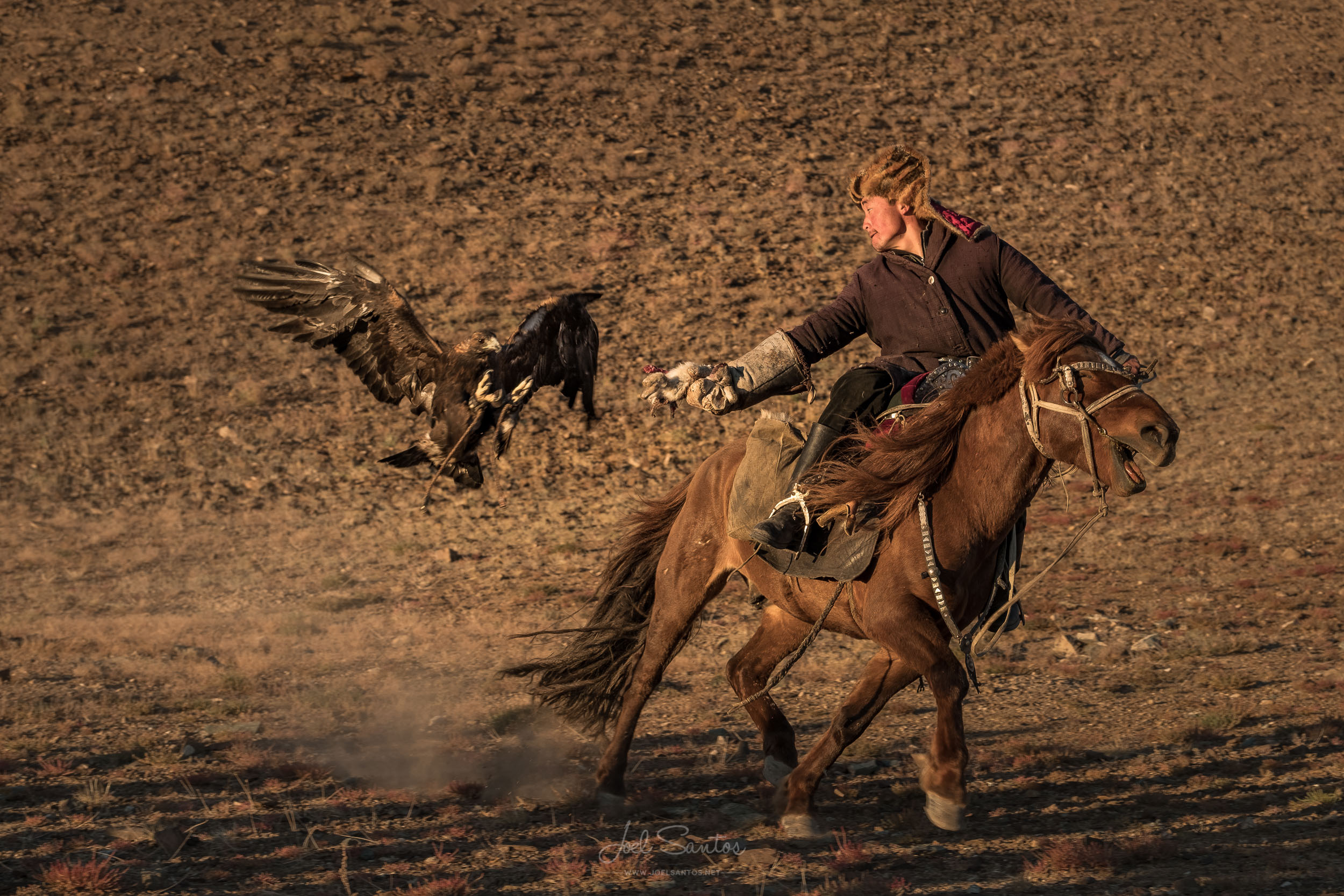 Essen trainig golden eagle, Eagle Hunter, Altai, Western Mongoli