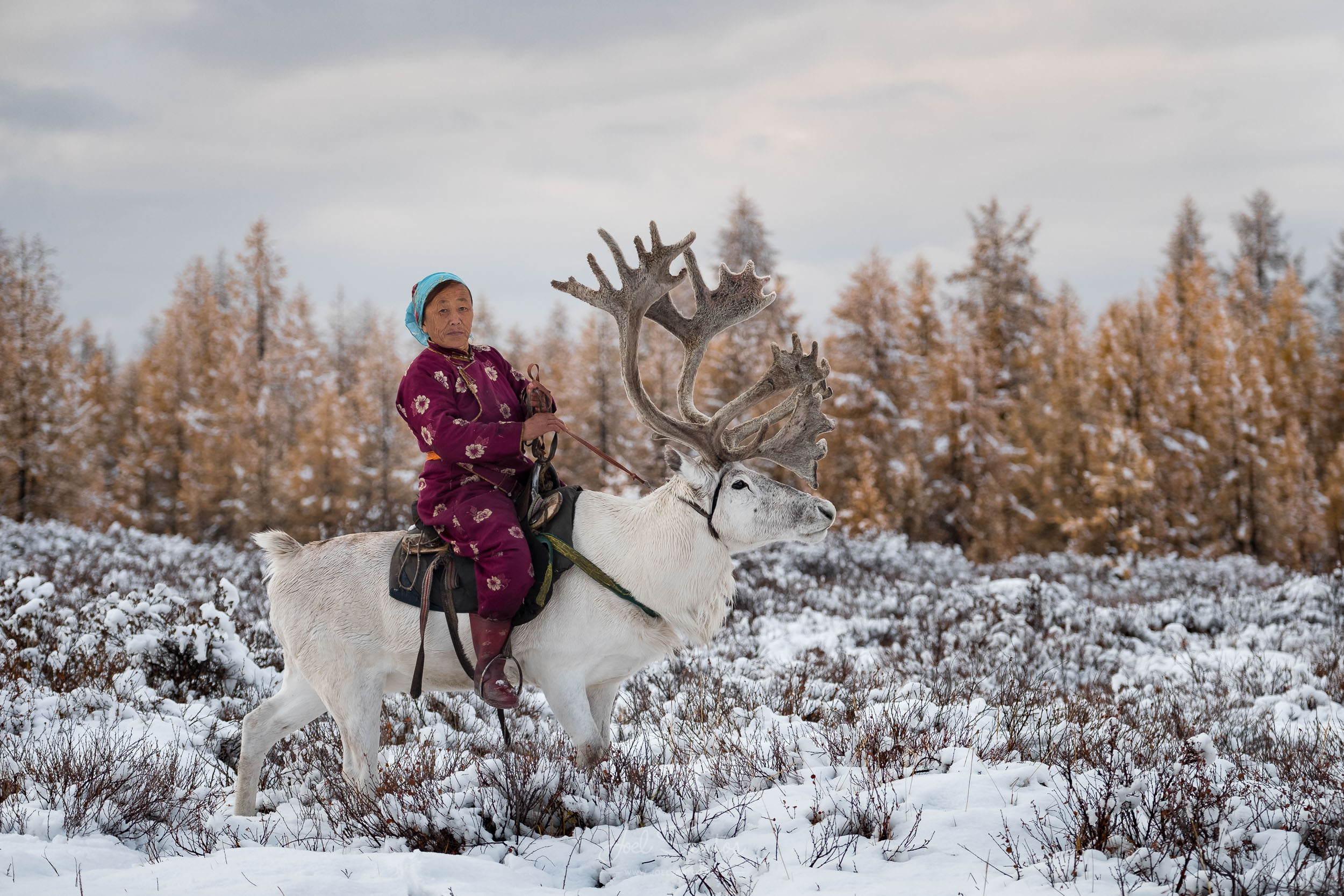 Tsaatan (Reindeer people), also Dukha, Dukhans or Duhalar,northe