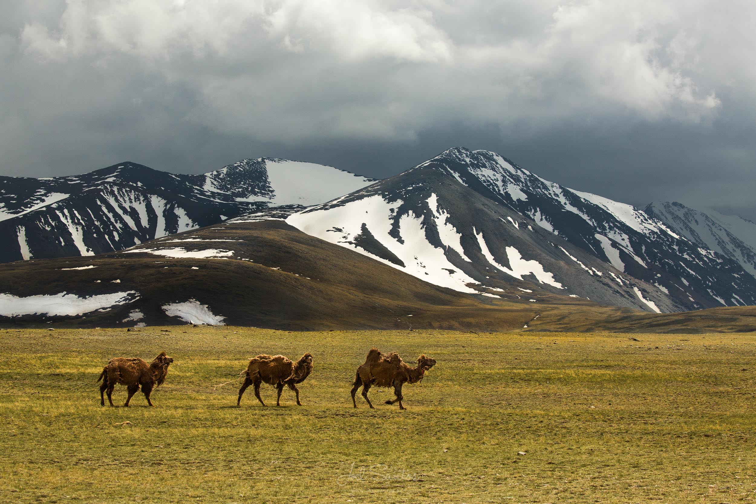 Kazakh nomad summer/spring migration (2015 and 2016 documentary)