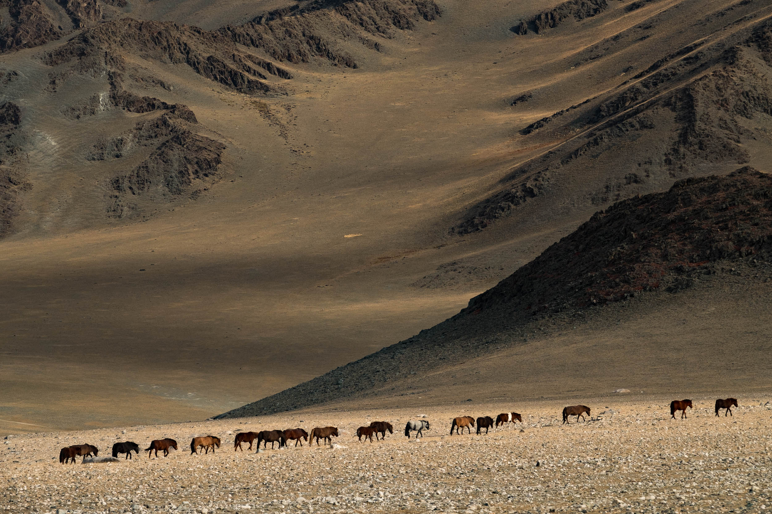 Kazakh nomad summer/spring migration (2015 and 2016 documentary)