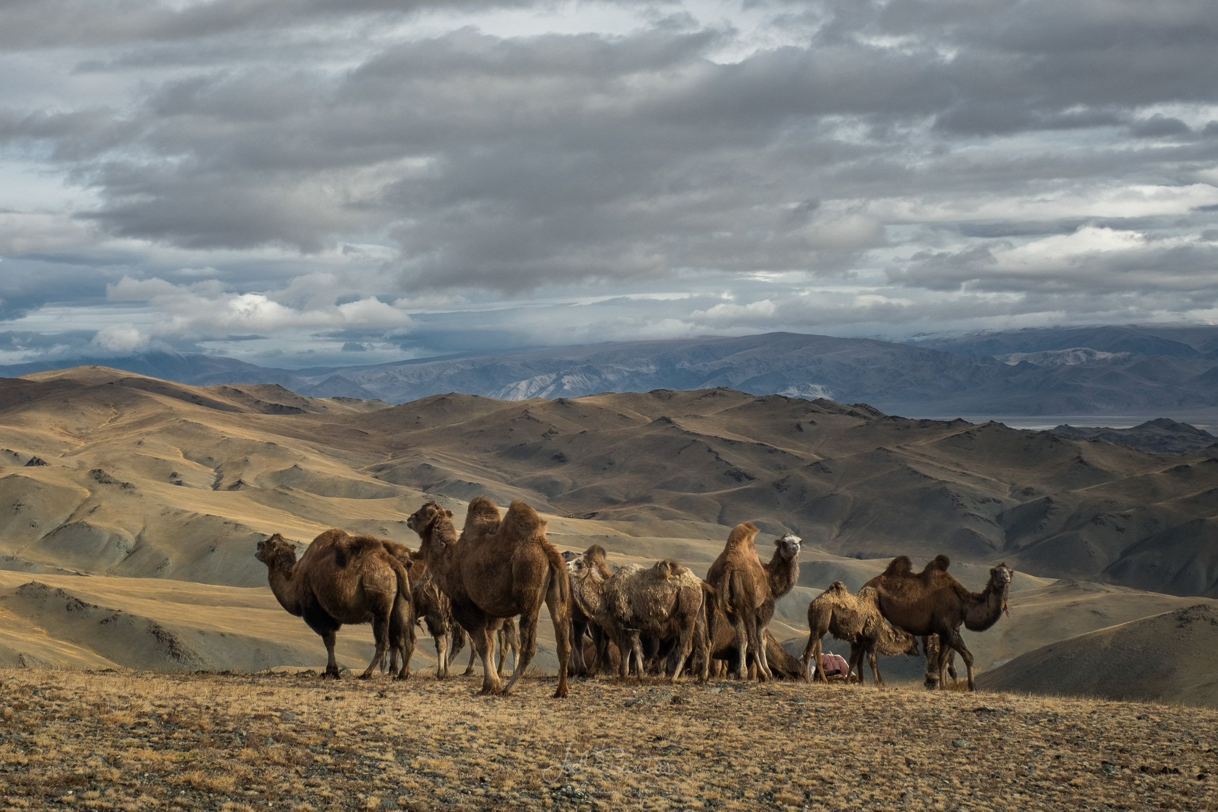 Kazakh nomad summer/spring migration (2015 and 2016 documentary)