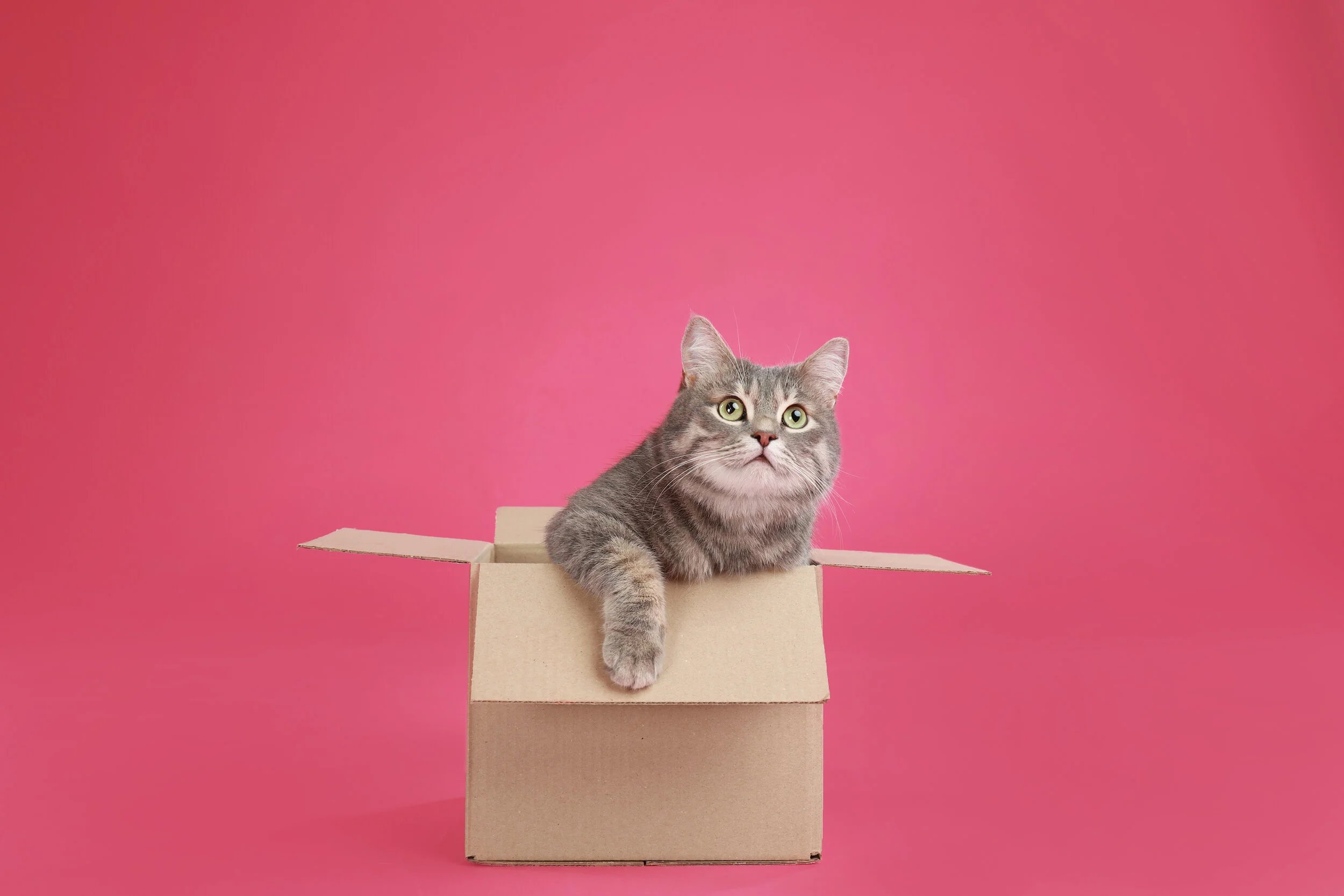 Cats make a great alarm clock and other lessons from sheltering-in-place