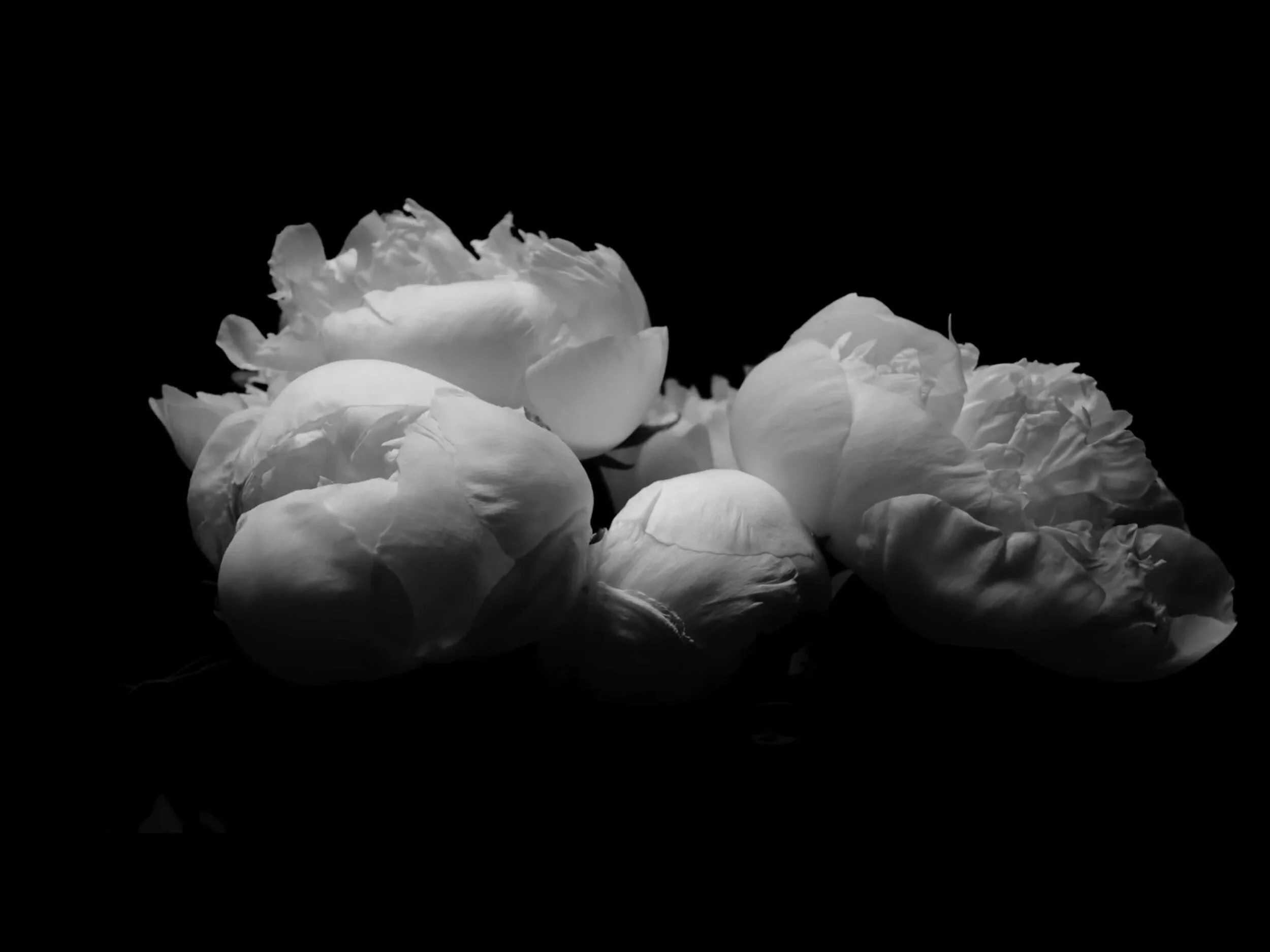Secret_Flower.jpg