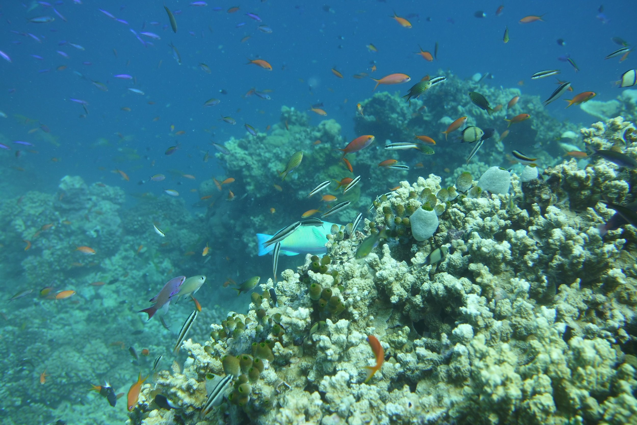 DSCI0309.JPG