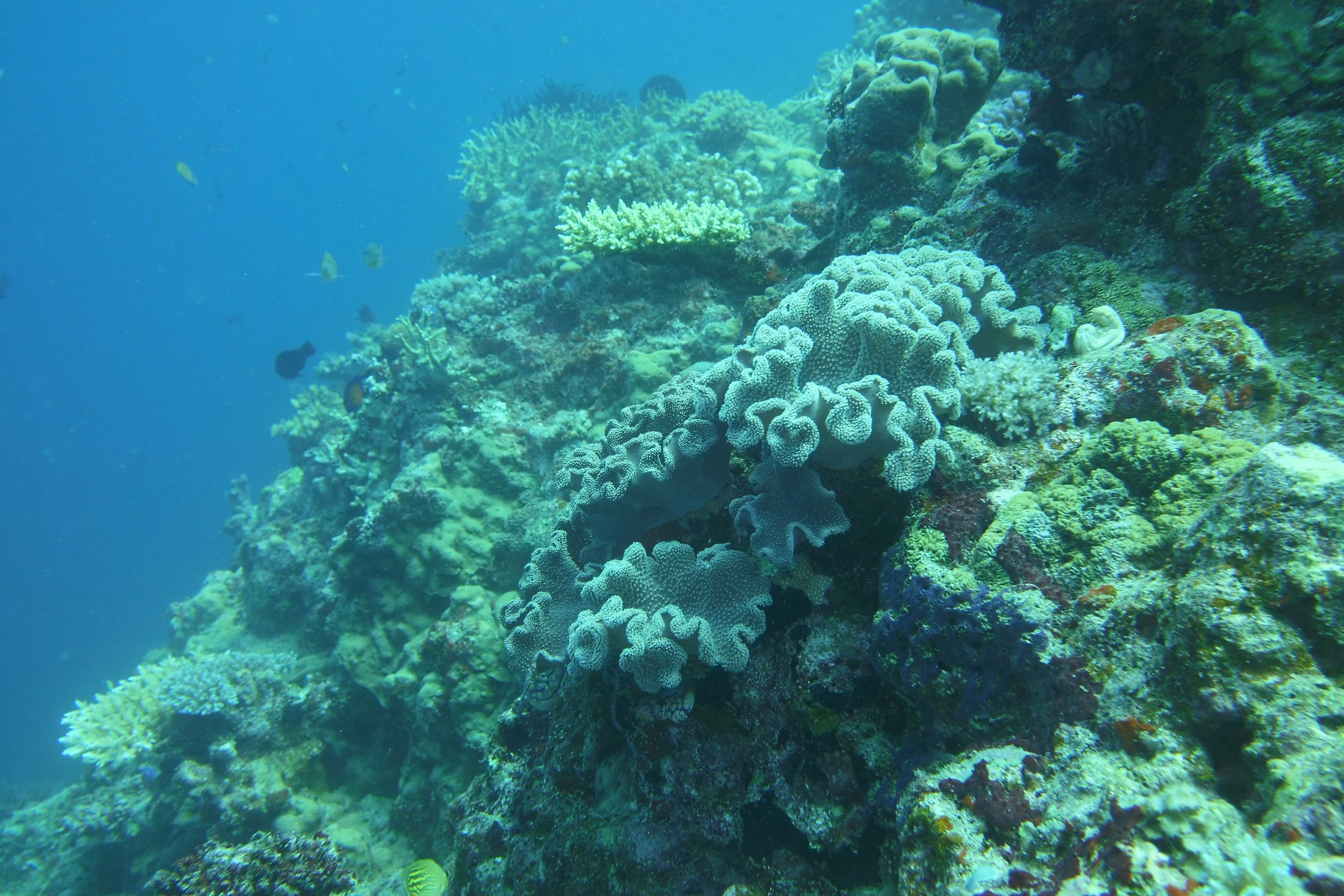 DSCI0323.JPG