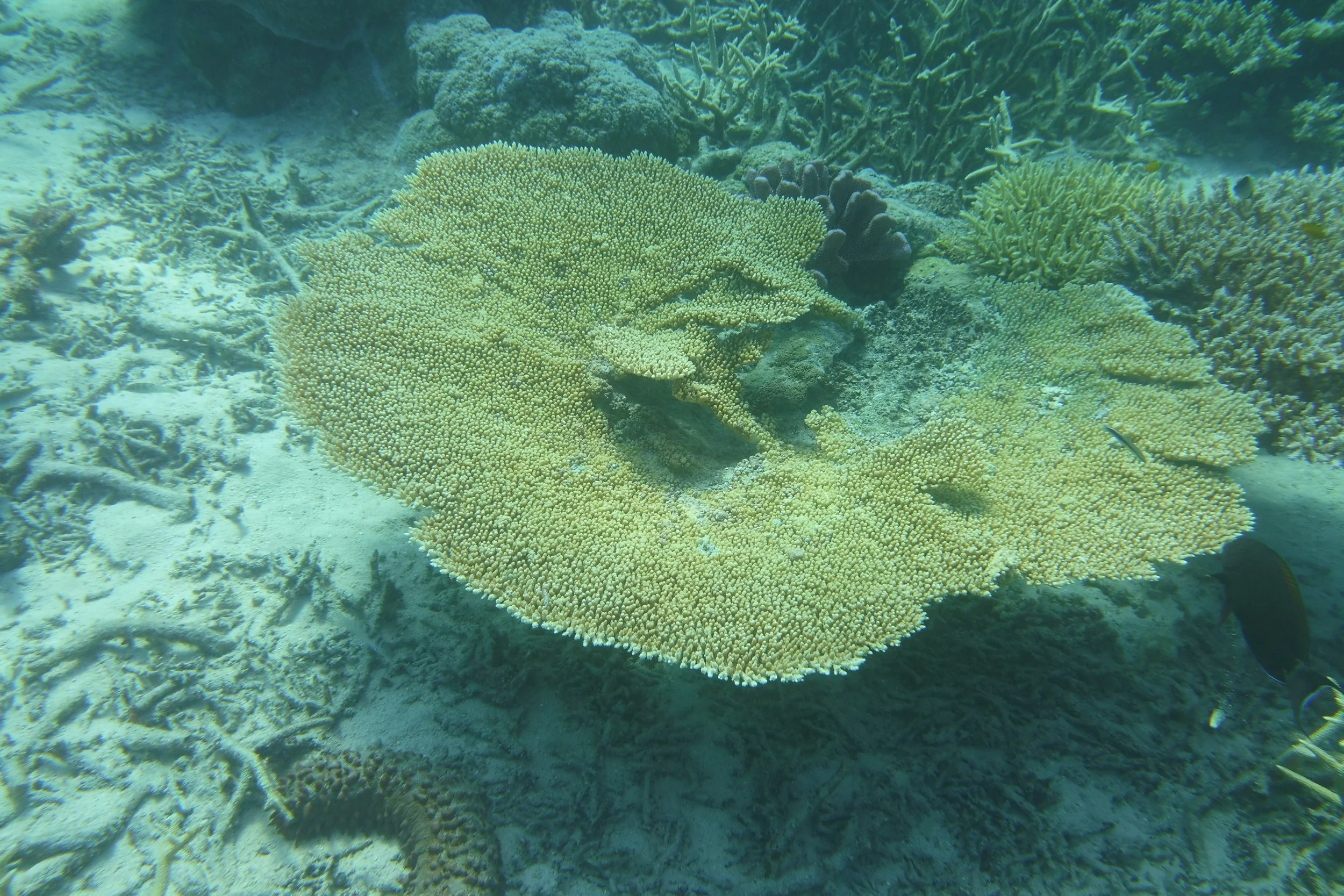 DSCI0393.JPG