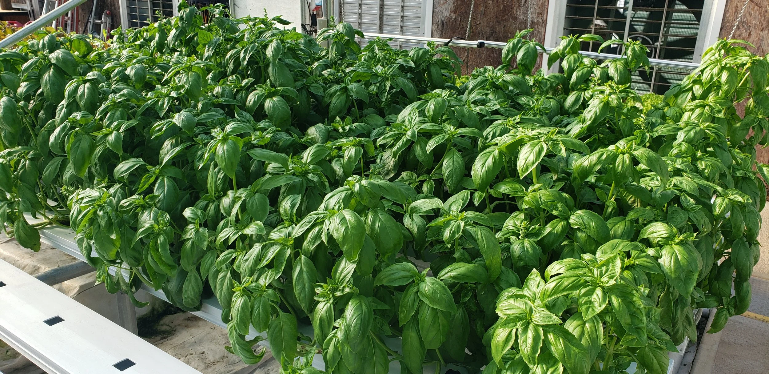 Jerry Conner - Basil2.jpg