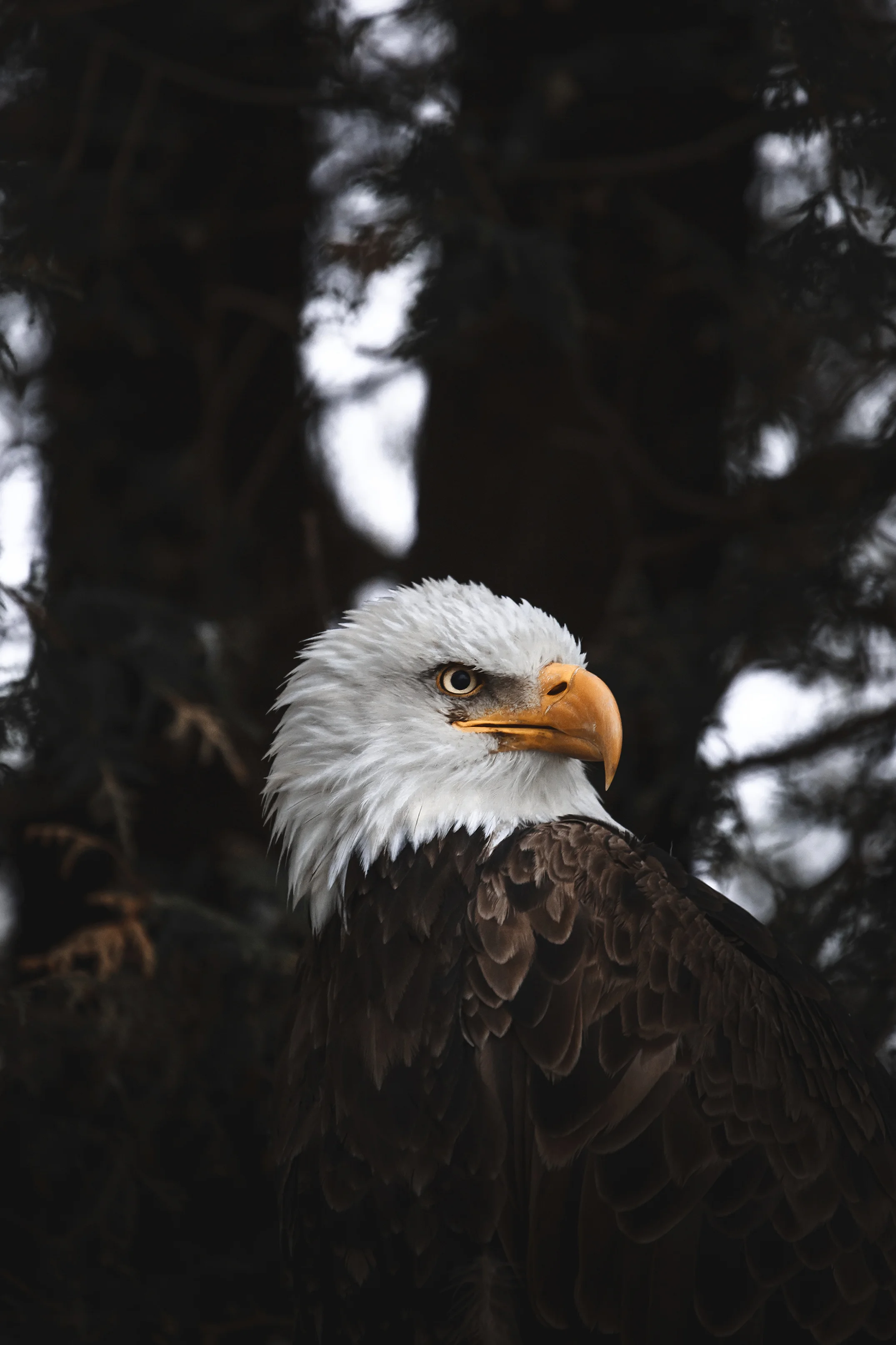 Bald Eagle