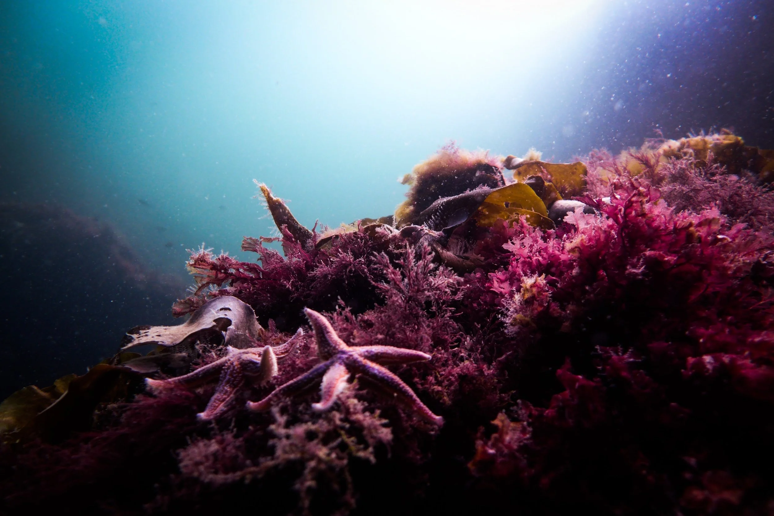 Thanks to the Belize government’s environmental action plan, the 2nd largest coral reef in the world is no longer endangered.