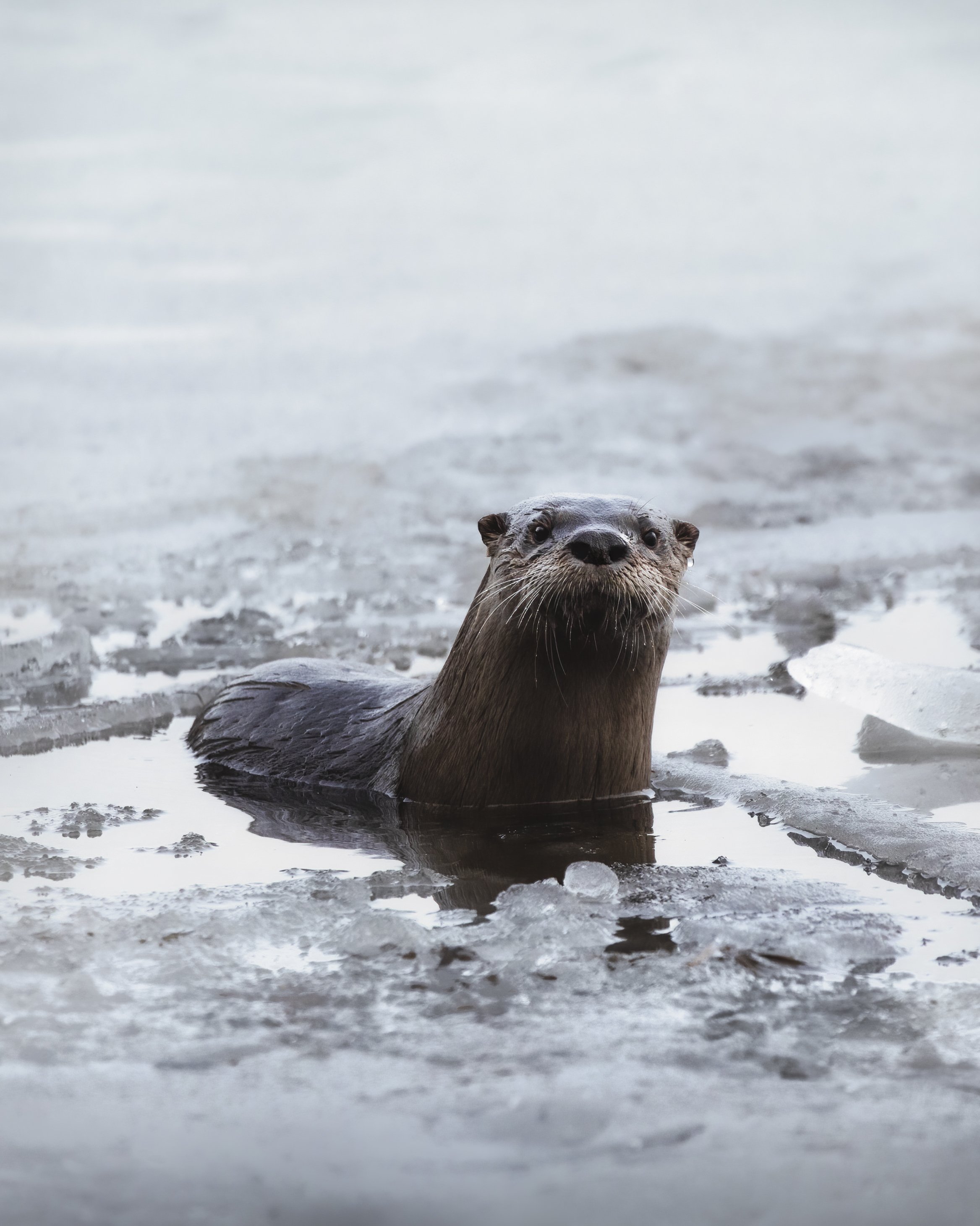 Otters