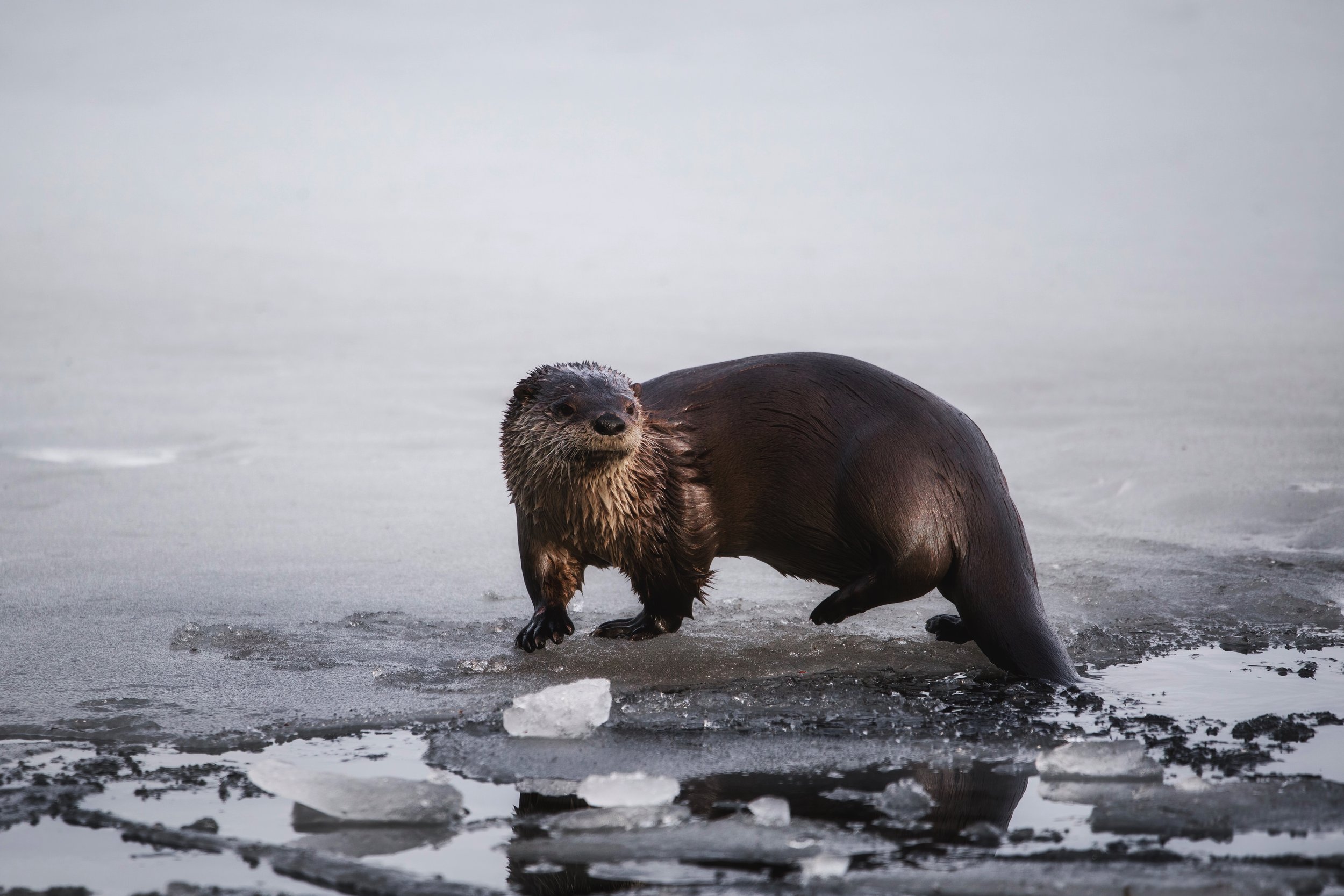 Image 2021-03-28 at 5.08 PM.JPG