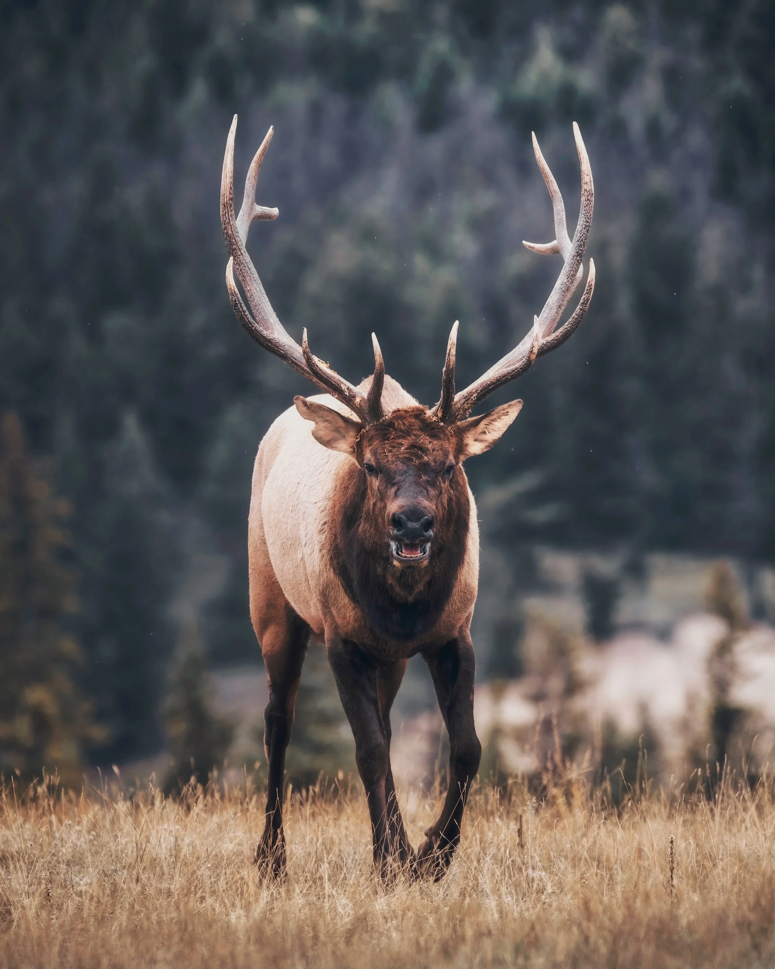 Elk_Headon.JPG