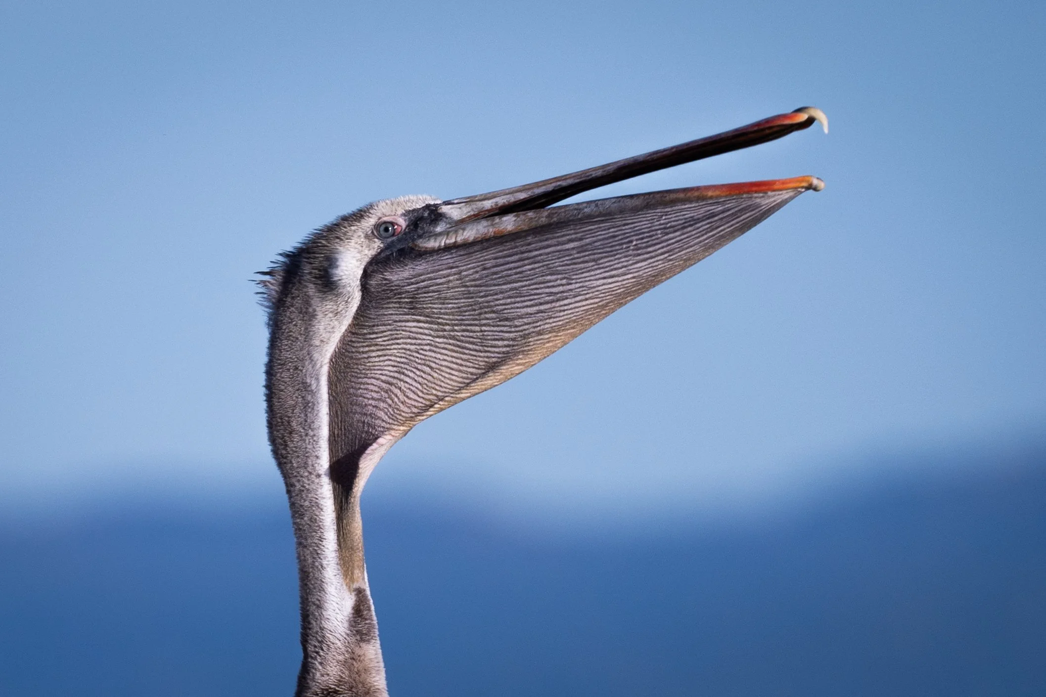 Pelican