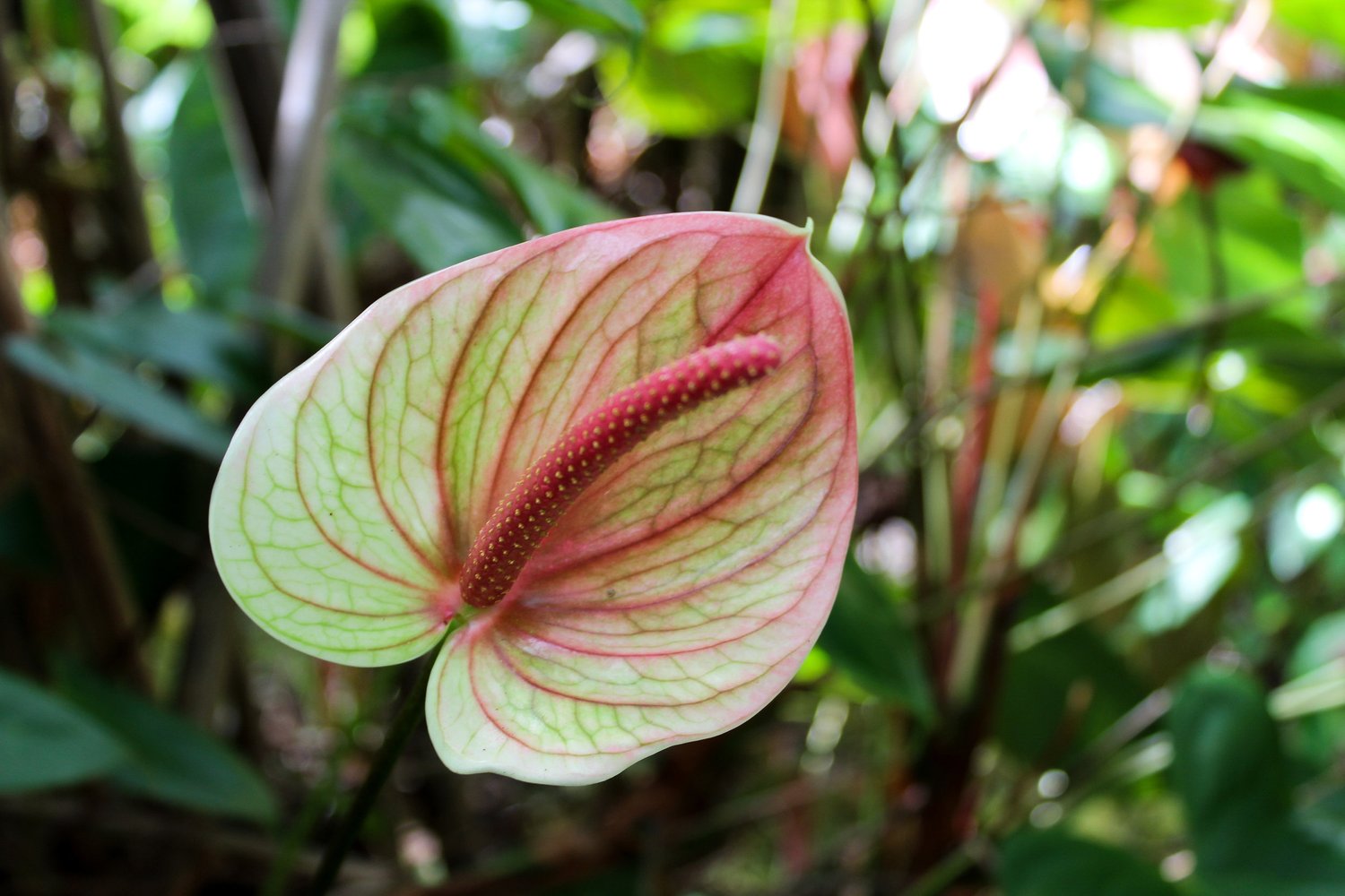 Always Anthuriums