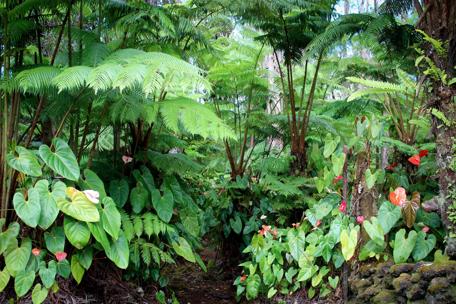 caring for an philodendron sodiroi Philodendron sodiroi  Foliage Factory