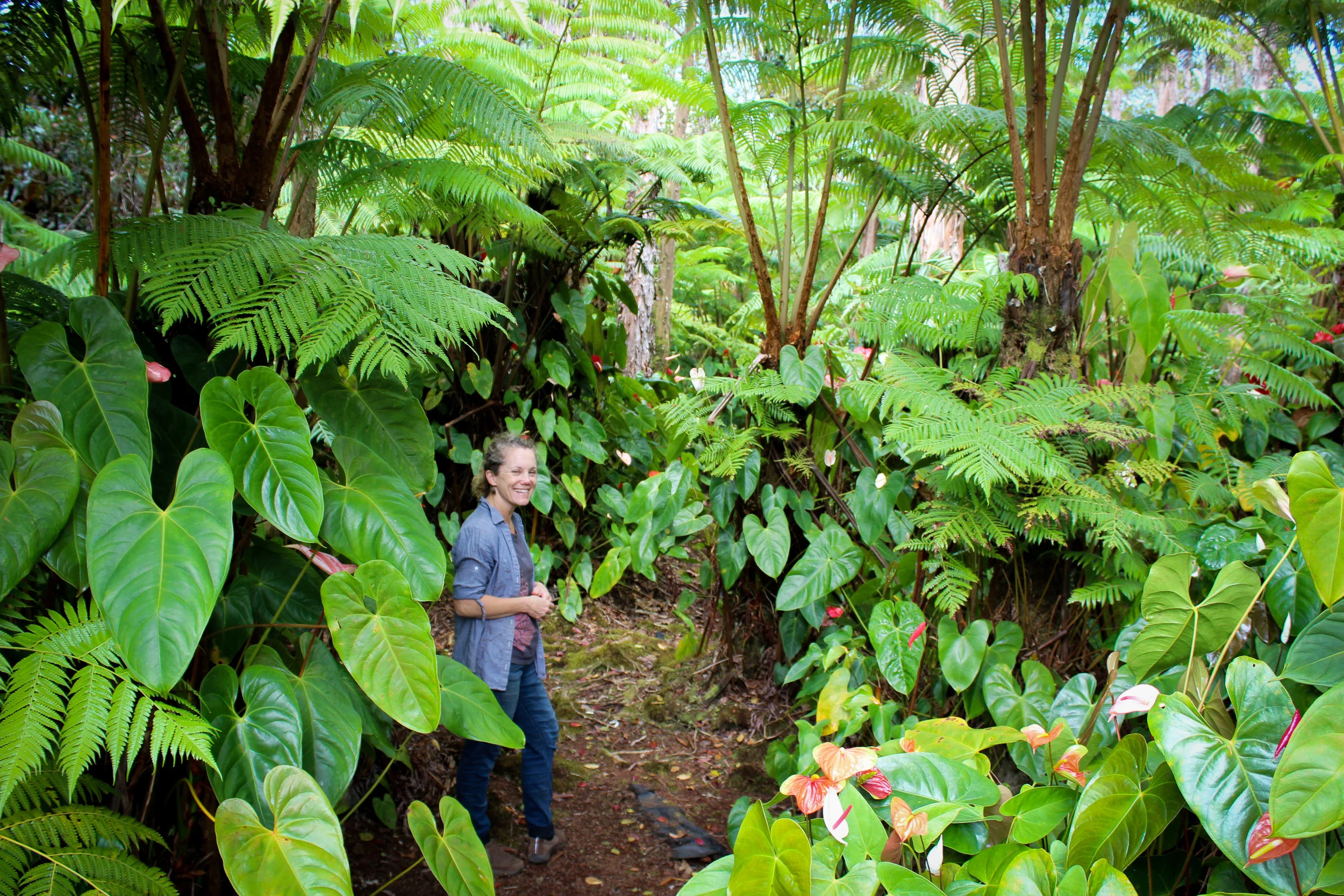 anthurium-forest.jpg