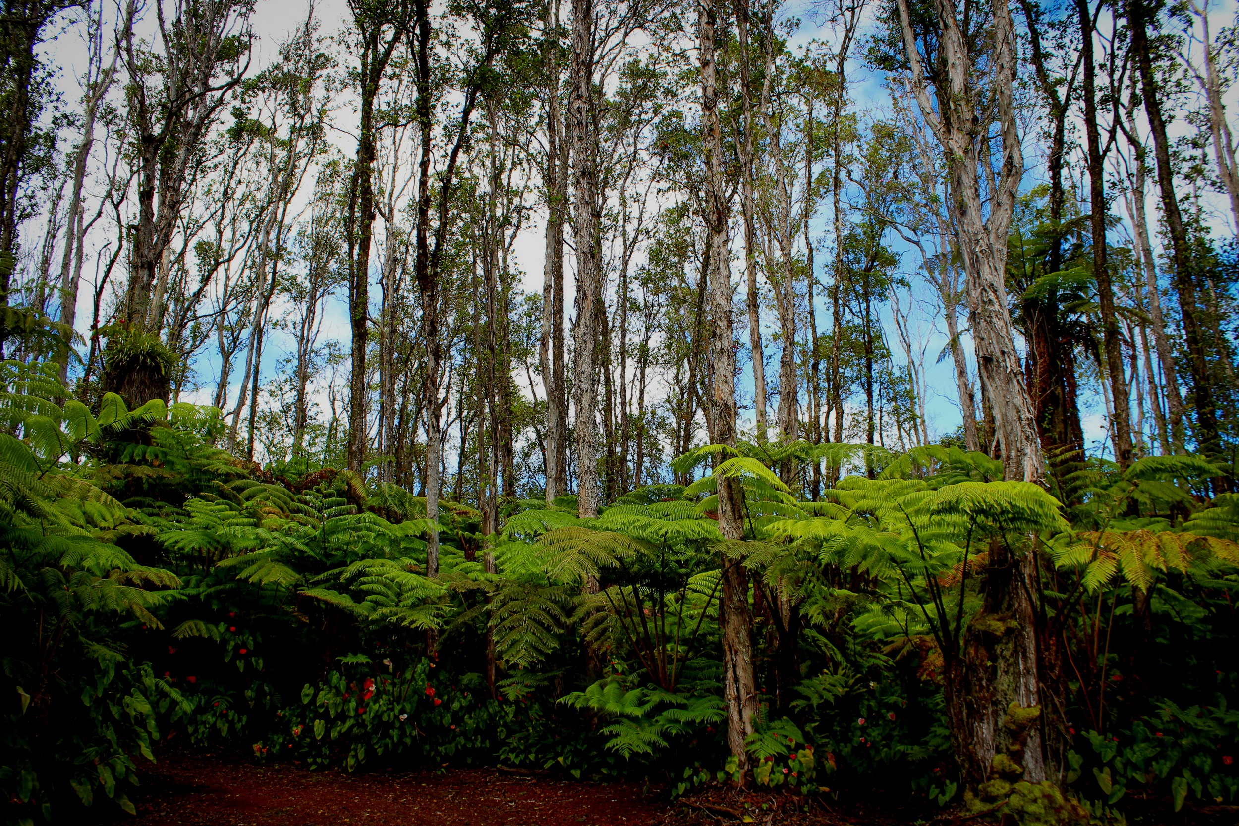 Forest-grown