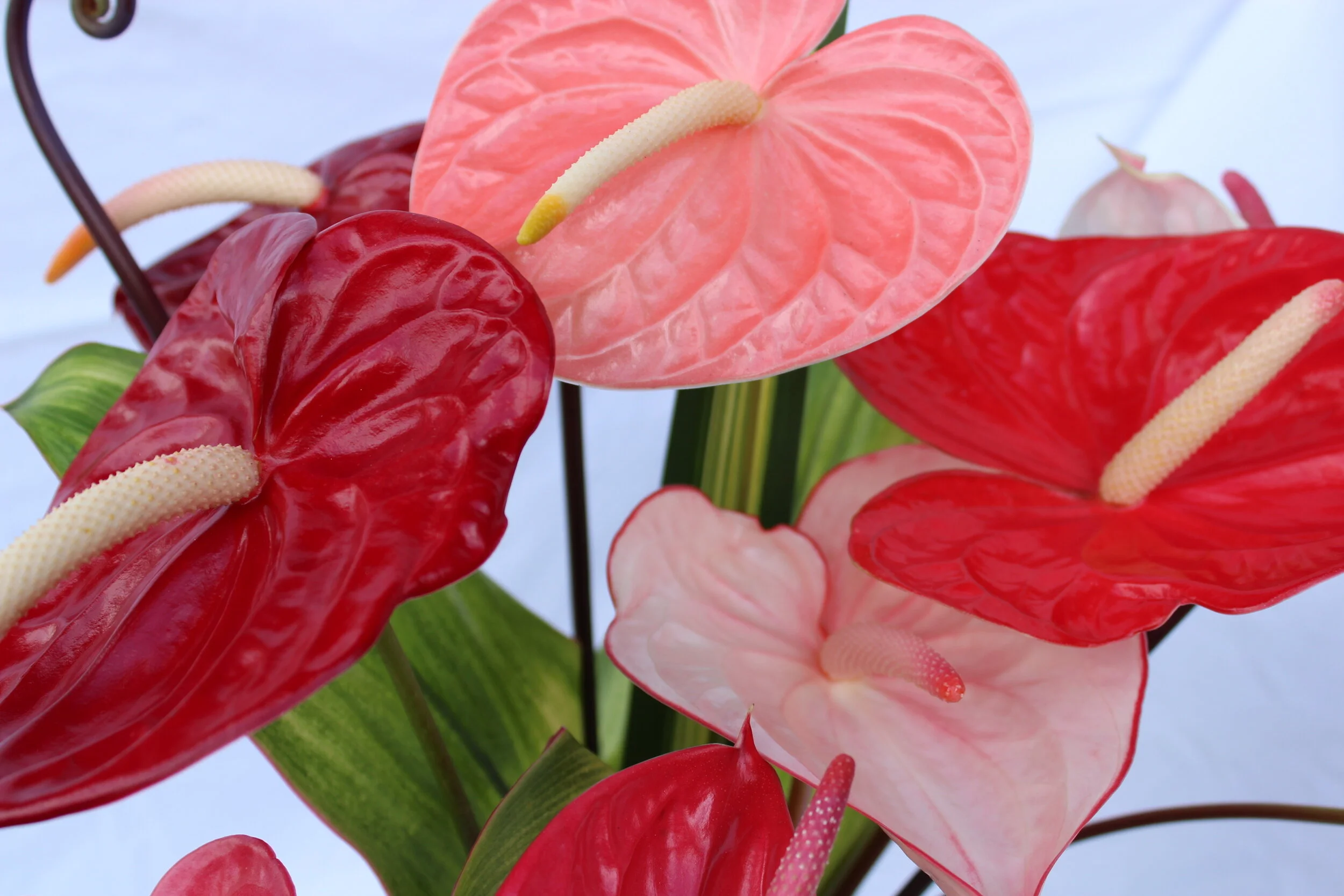 Closeup mixed Anthuriums.JPG