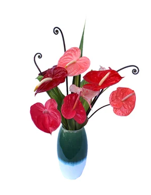 crinkle leaf plant elephant ear Adromischus cristatus 'Crinkle-Leaf Plant'