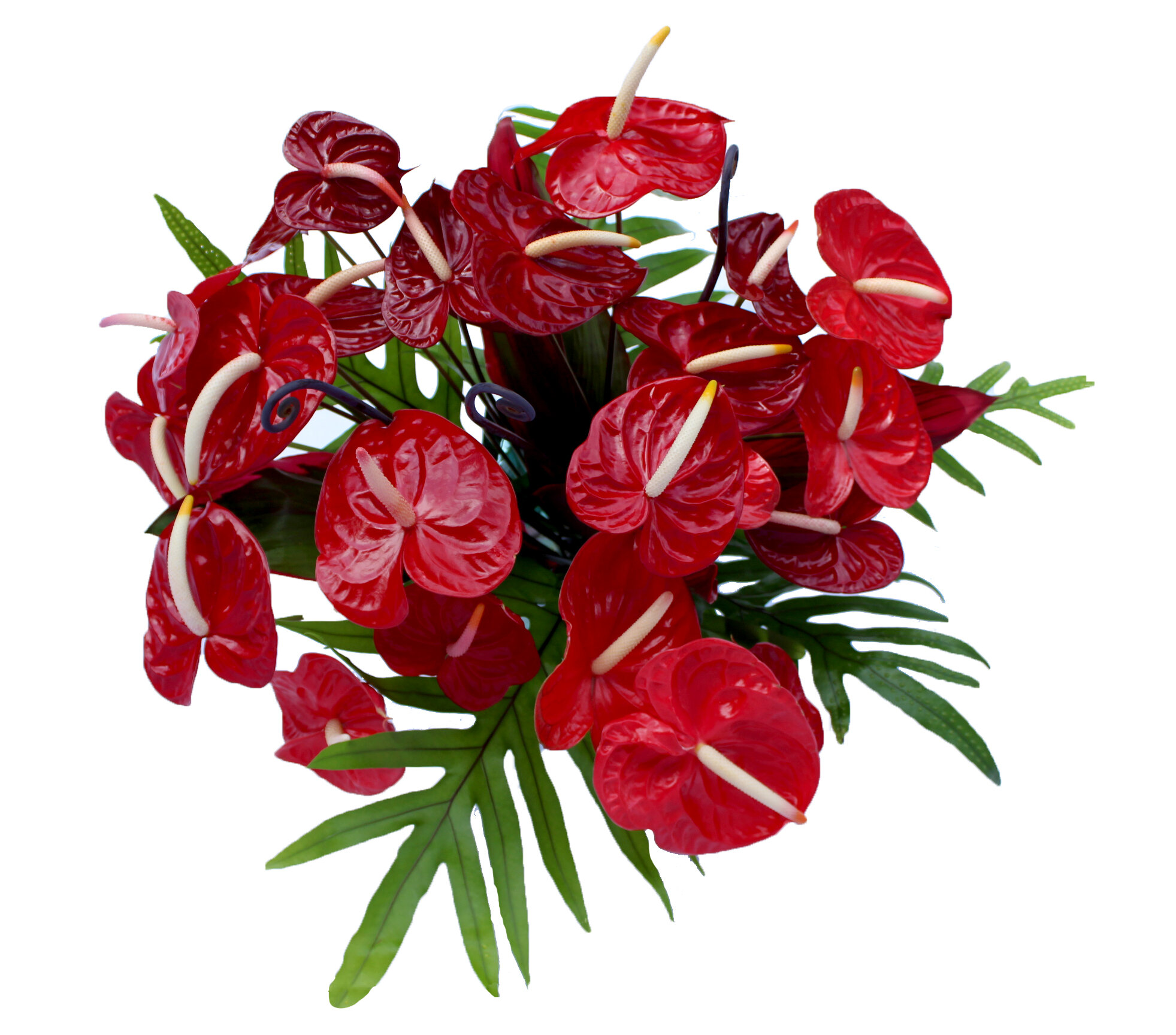 24 red arranged from top with foliage.jpg