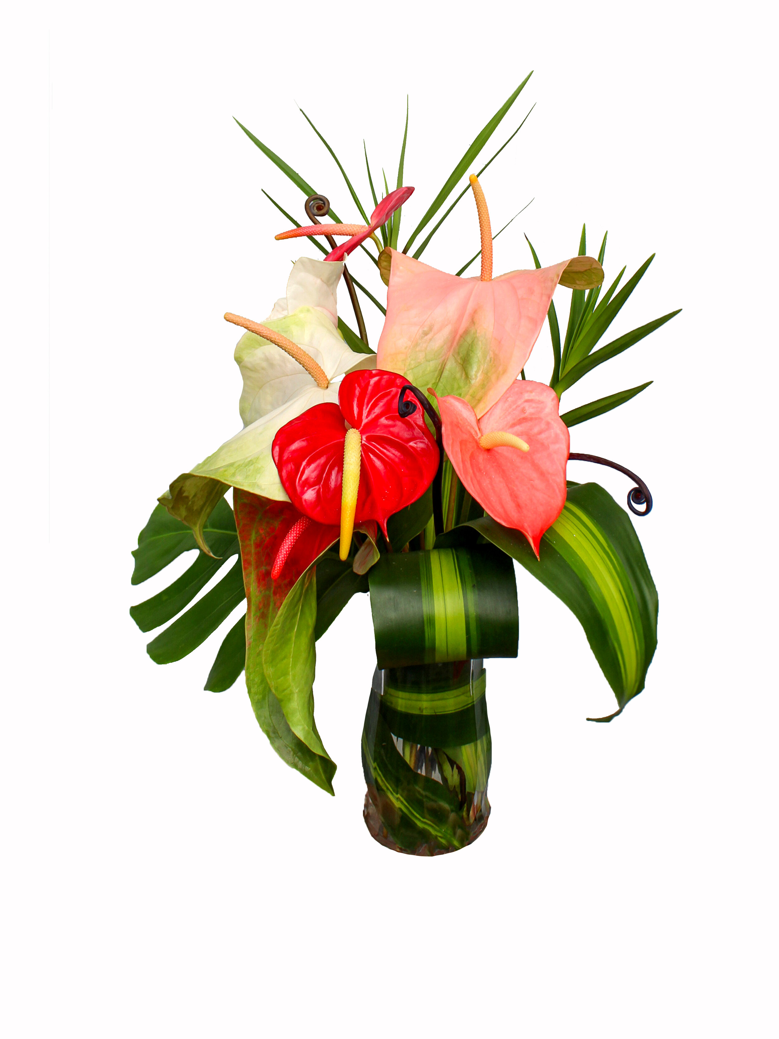 3+5 Anthurium Box For Front Page Always Anthuriums Hawaii Cut Tropical Flowers.jpg