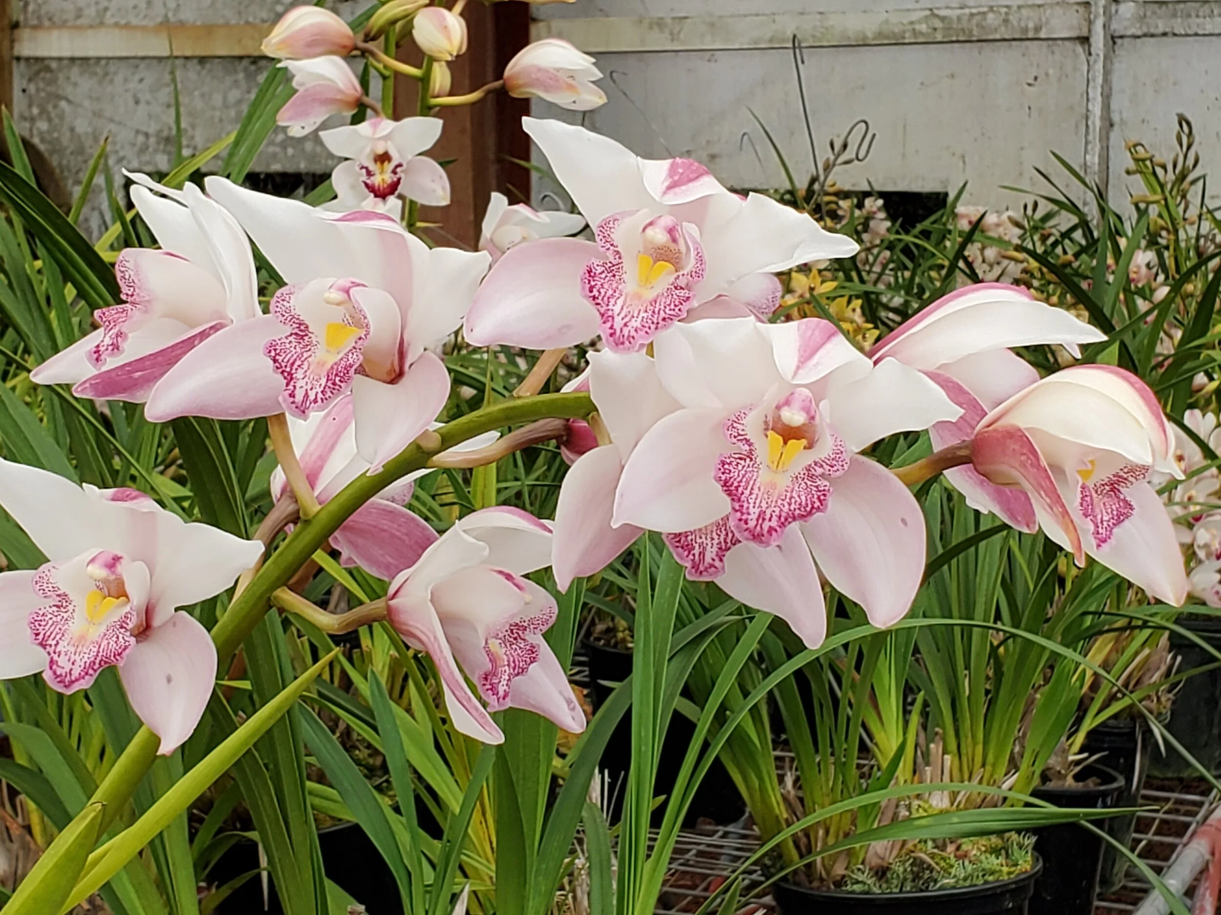 20200306_083249 (1).jpg