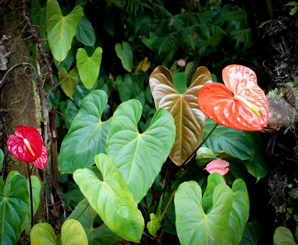 One Dozen Small Anthuriums  Always Anthuriums