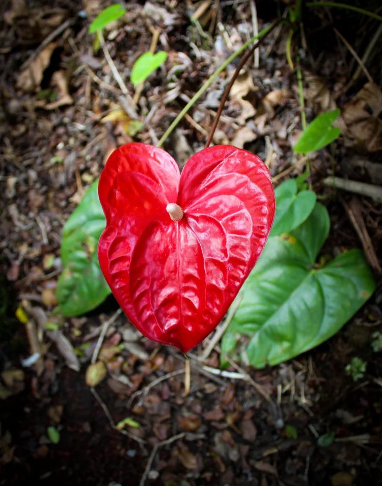 One Dozen Small Anthuriums  Always Anthuriums