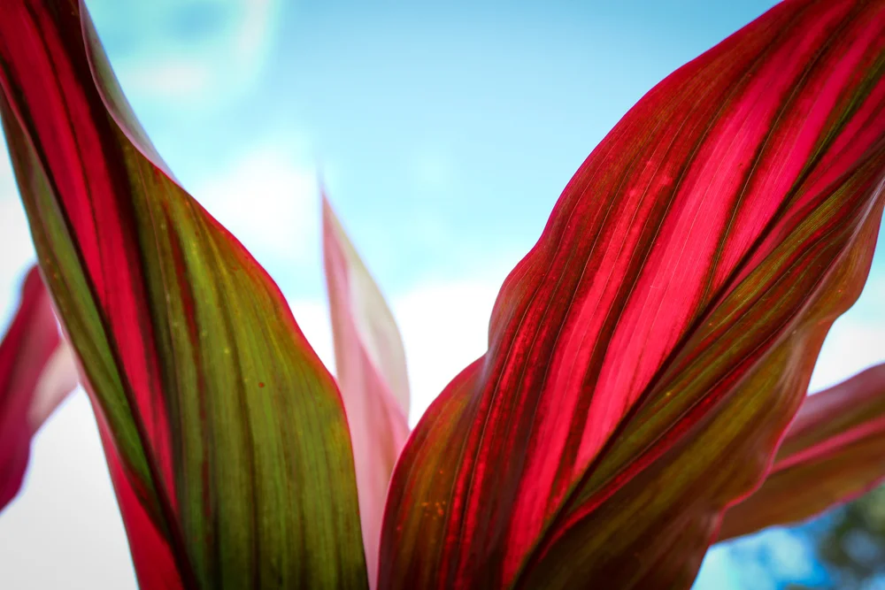 One Dozen Small Anthuriums  Always Anthuriums