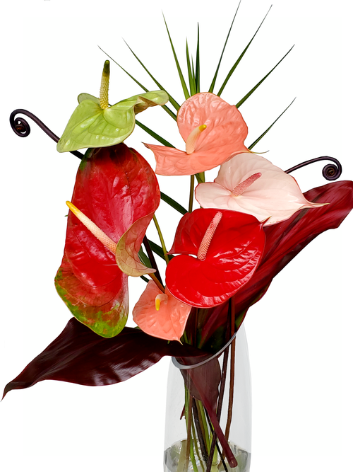 carnivorous plant terrarium kit Glass Sphere Terrarium with cut Kit for planting Moss, carnivorous plant,  begonia main image 1