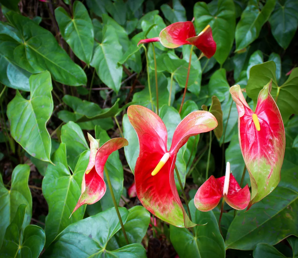 1 Obake + 6 Anthuriums  Always Anthuriums