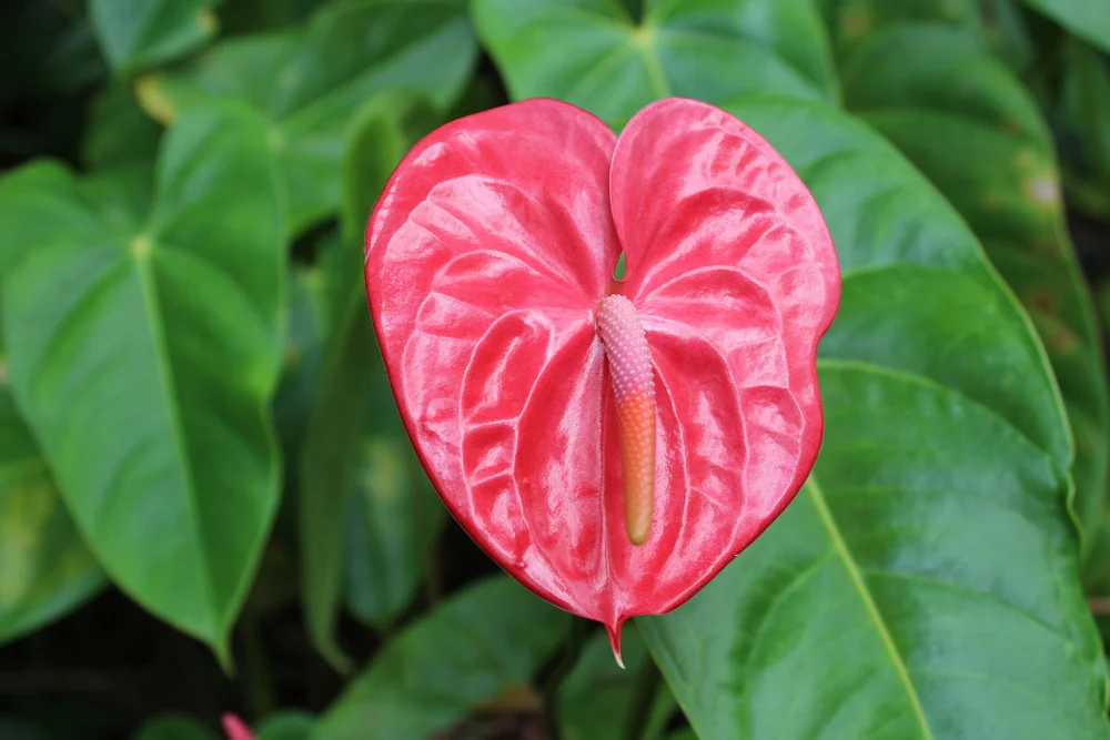 1 Obake + 6 Anthuriums  Always Anthuriums
