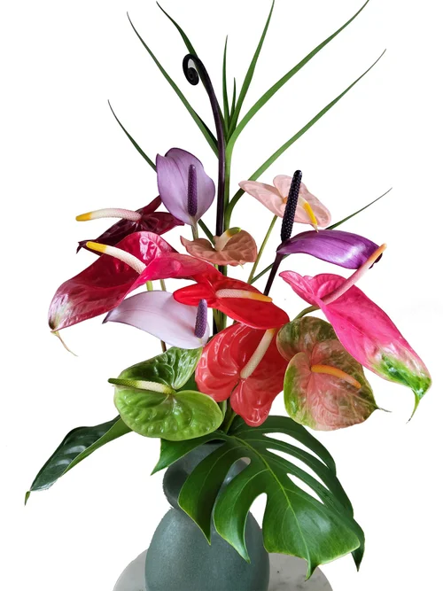 Designers Choice Anthurium Bouquets  Always Anthuriums