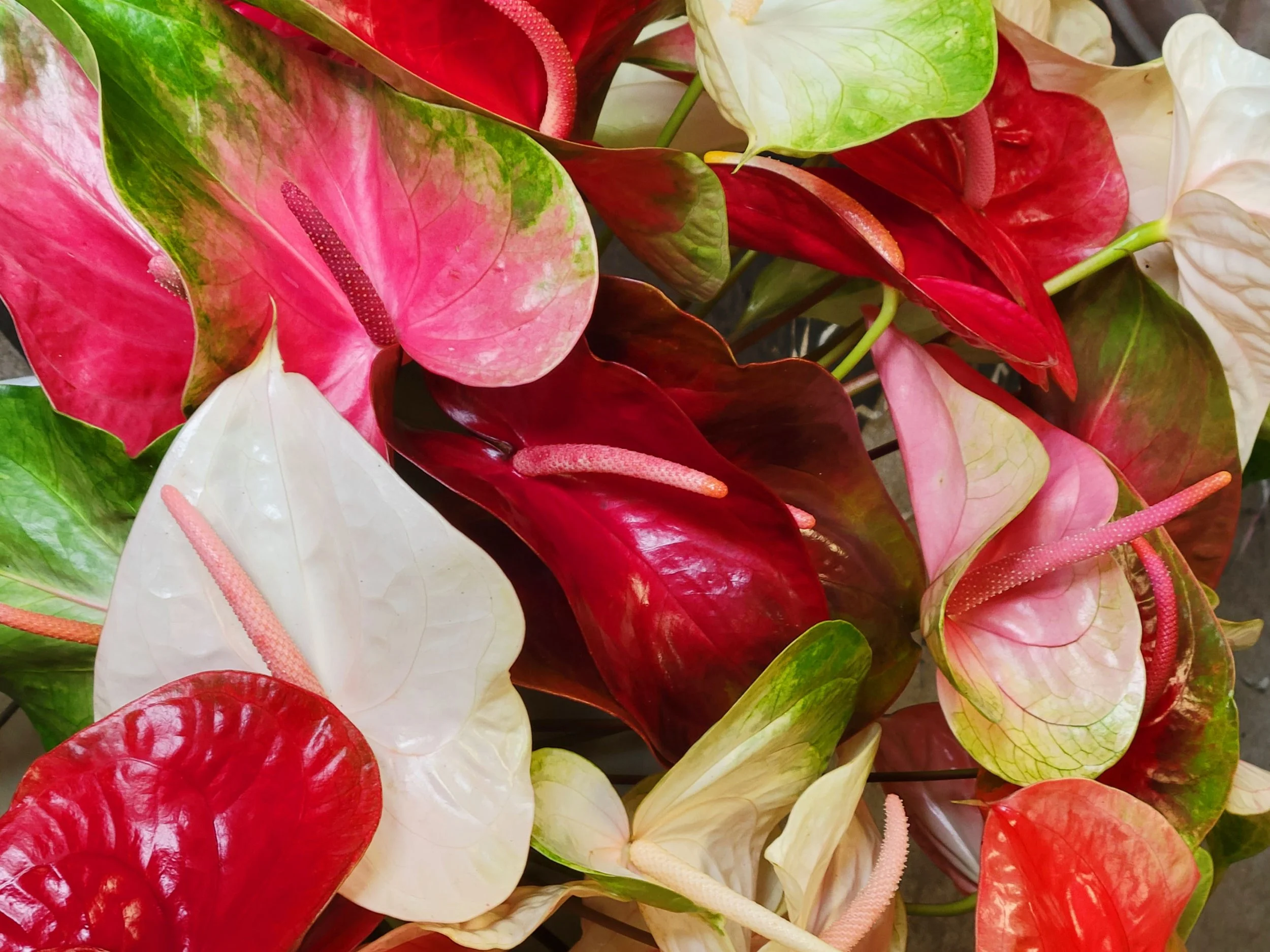 Always Anthuriums
