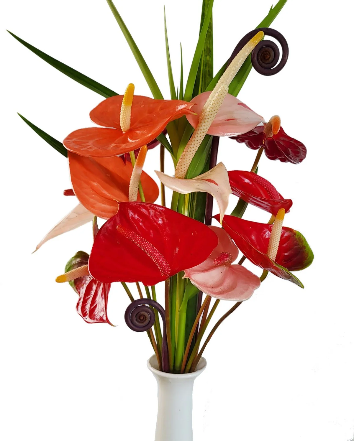 15 blooms Small & Mini Anthuriums