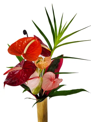 Half Dozen Anthuriums  Always Anthuriums