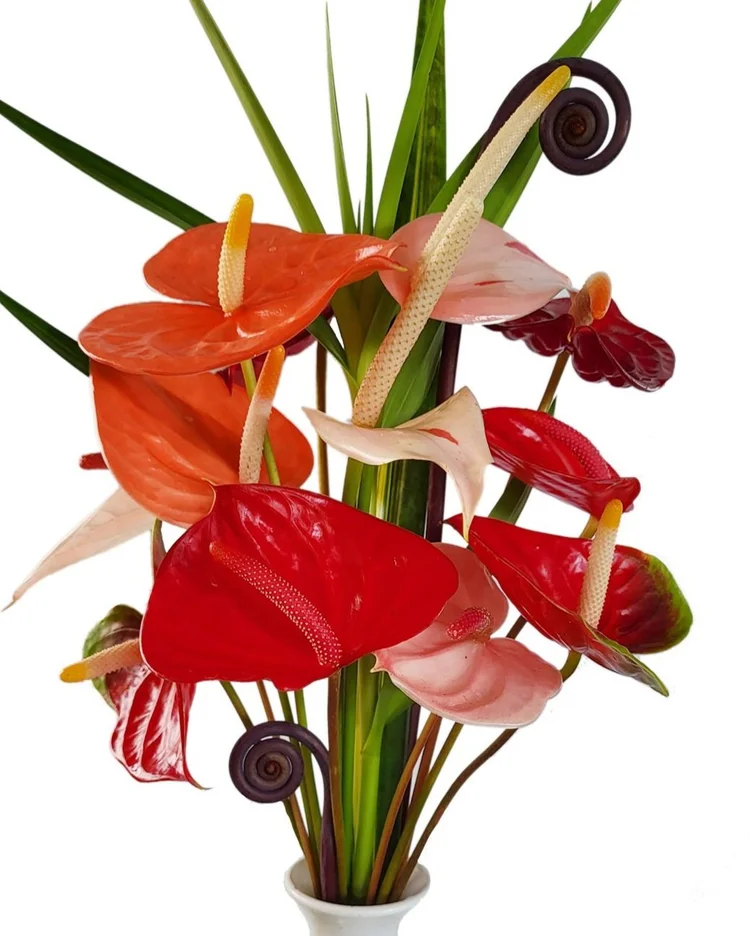 15 blooms Small & Mini Anthuriums  Always Anthuriums