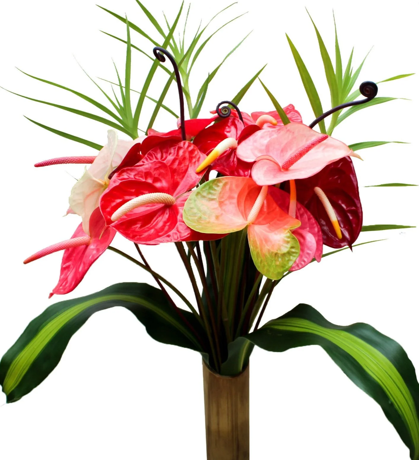 Dozen+Anthuriums+on+white+bckrnd_Always+Anthuriums.jpg