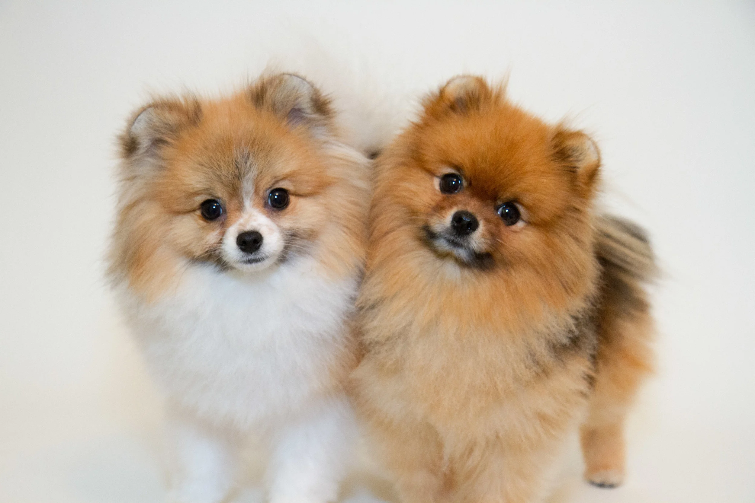 two dogs3.jpg