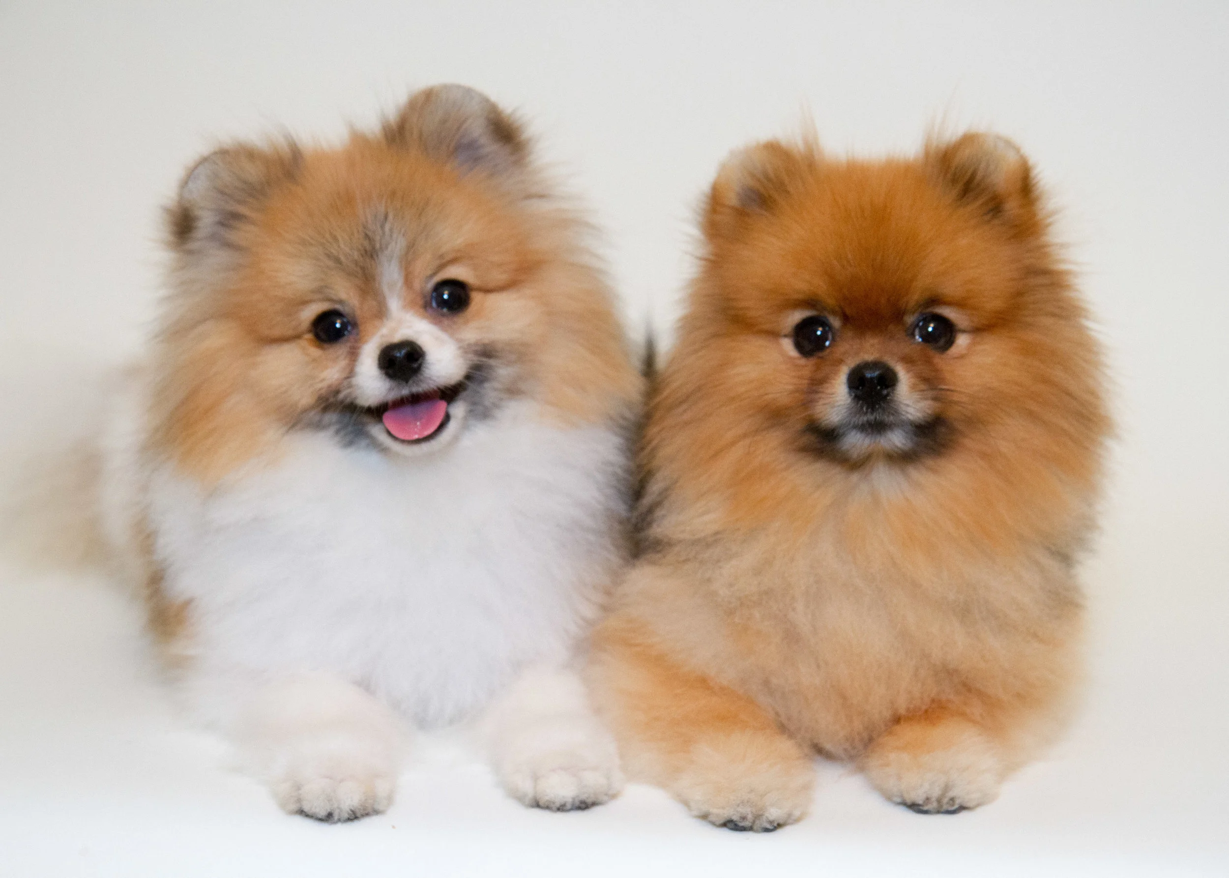 two dogs4.jpg