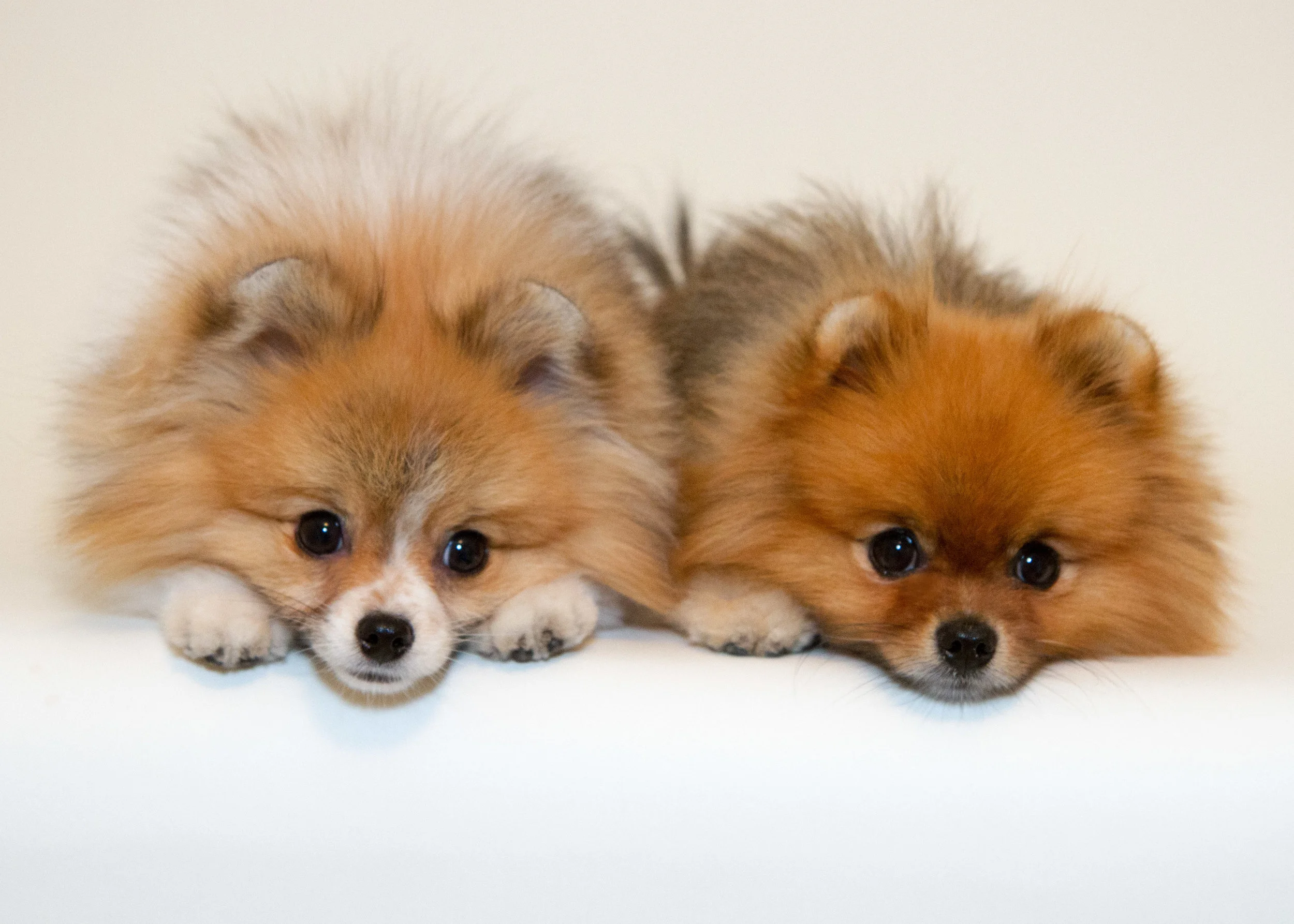 two dogs9.jpg