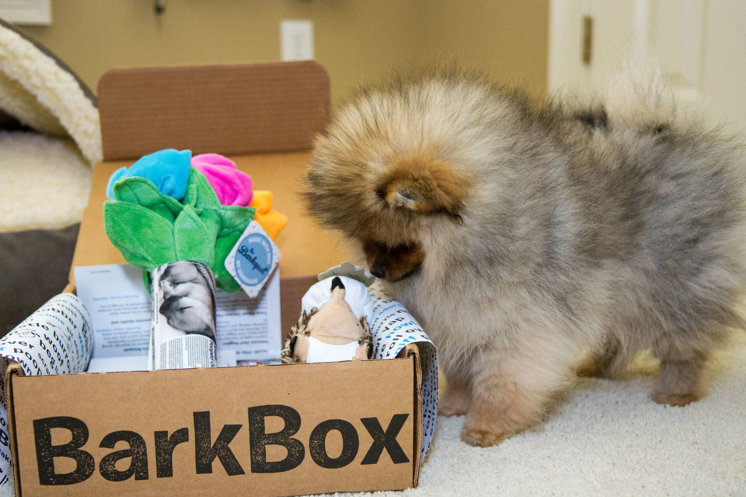 Bark Box Arrival.jpg