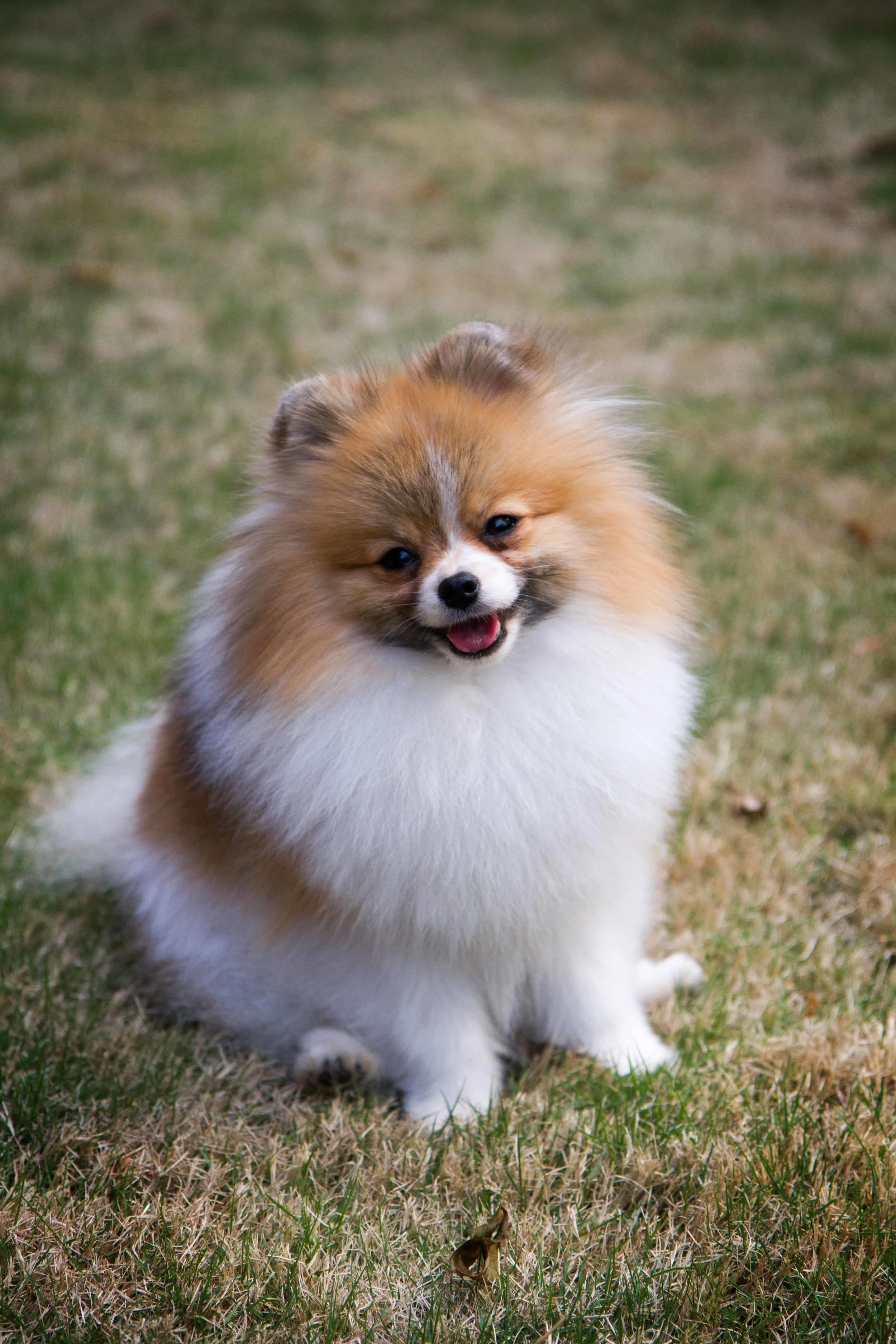 Oliver-1.jpg
