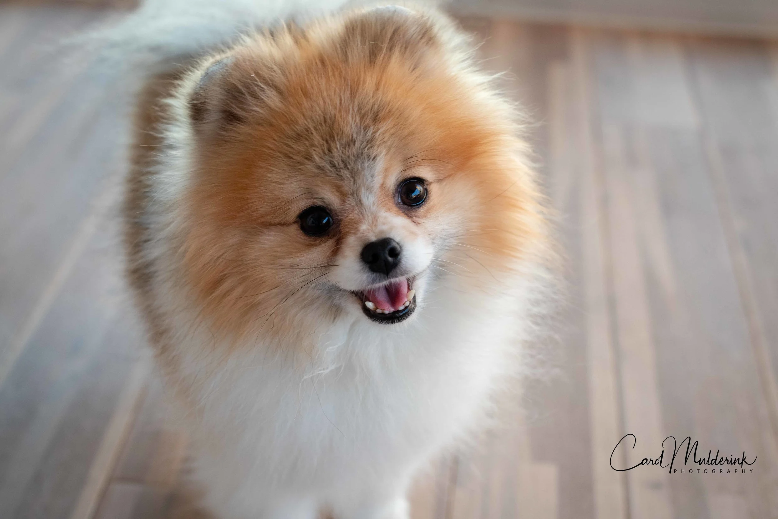 Oliver-1.jpg