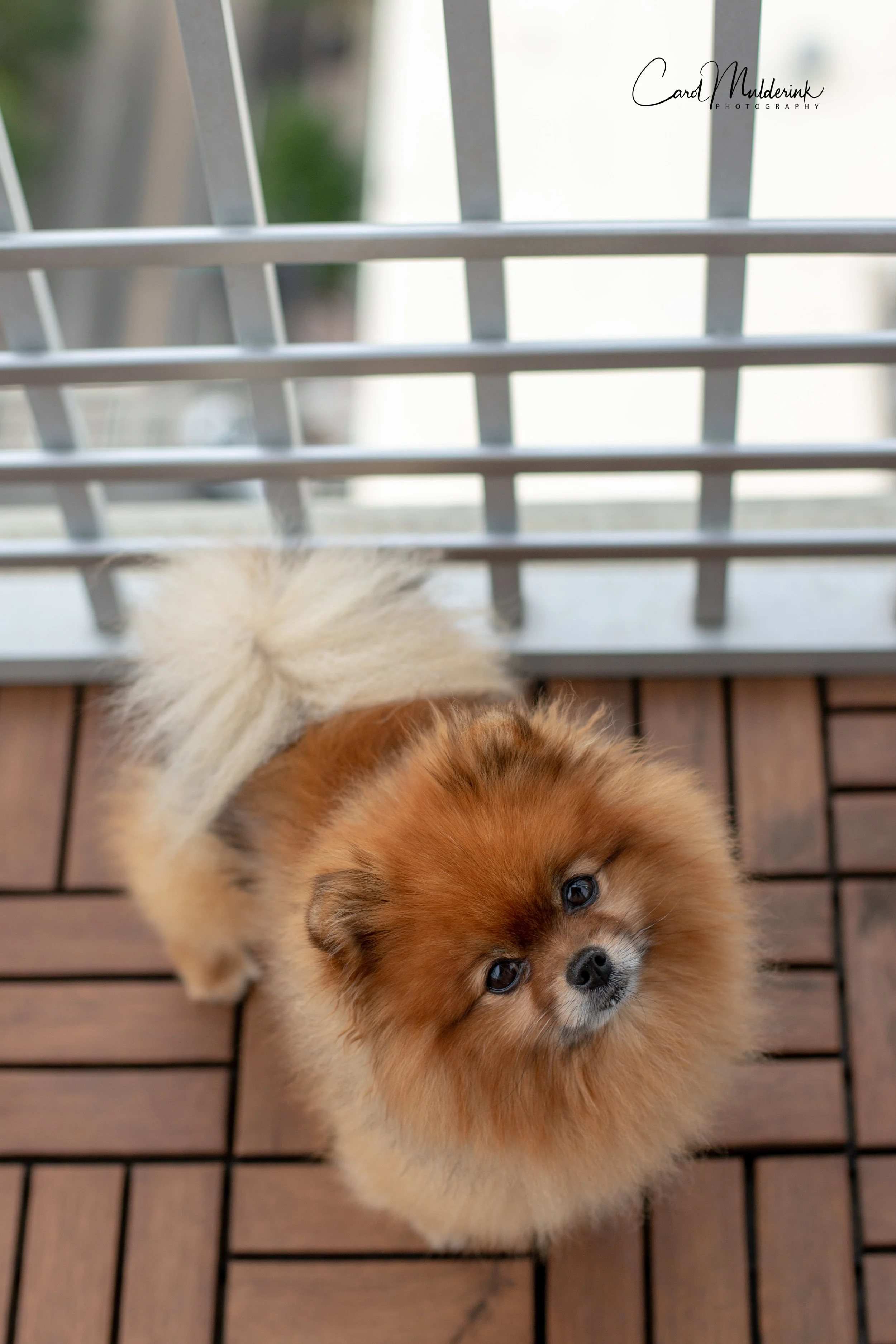 Charlie on deck3.jpg