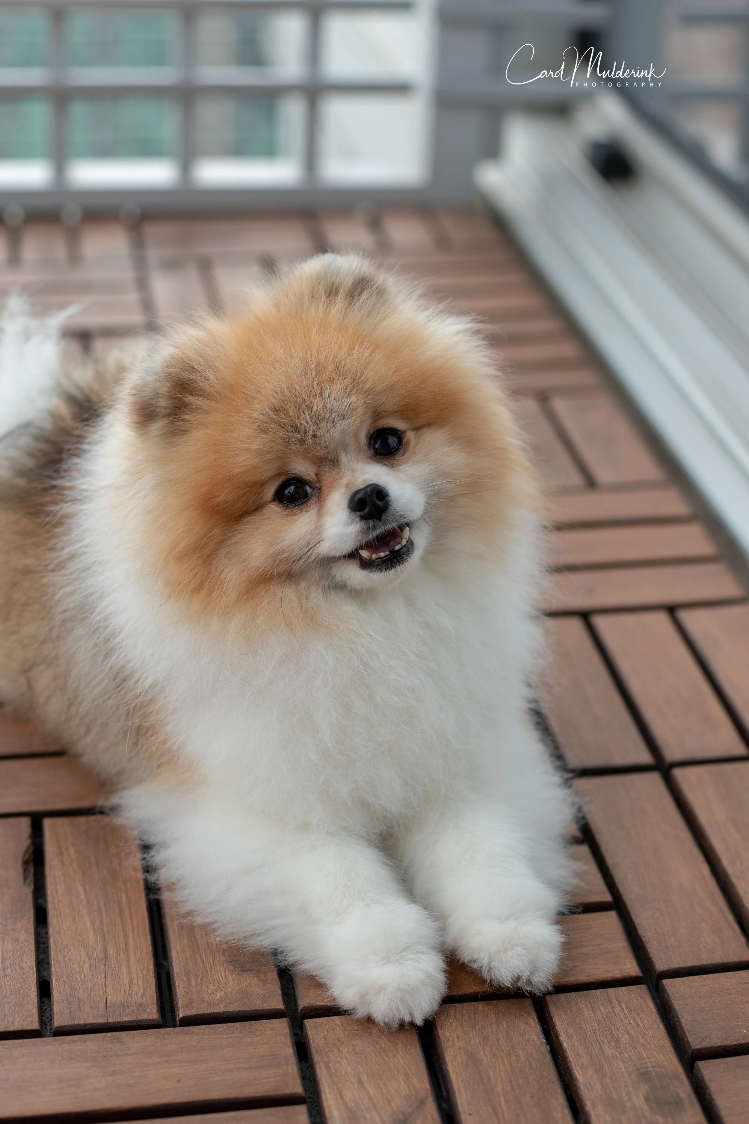 Oliver on deck.jpg