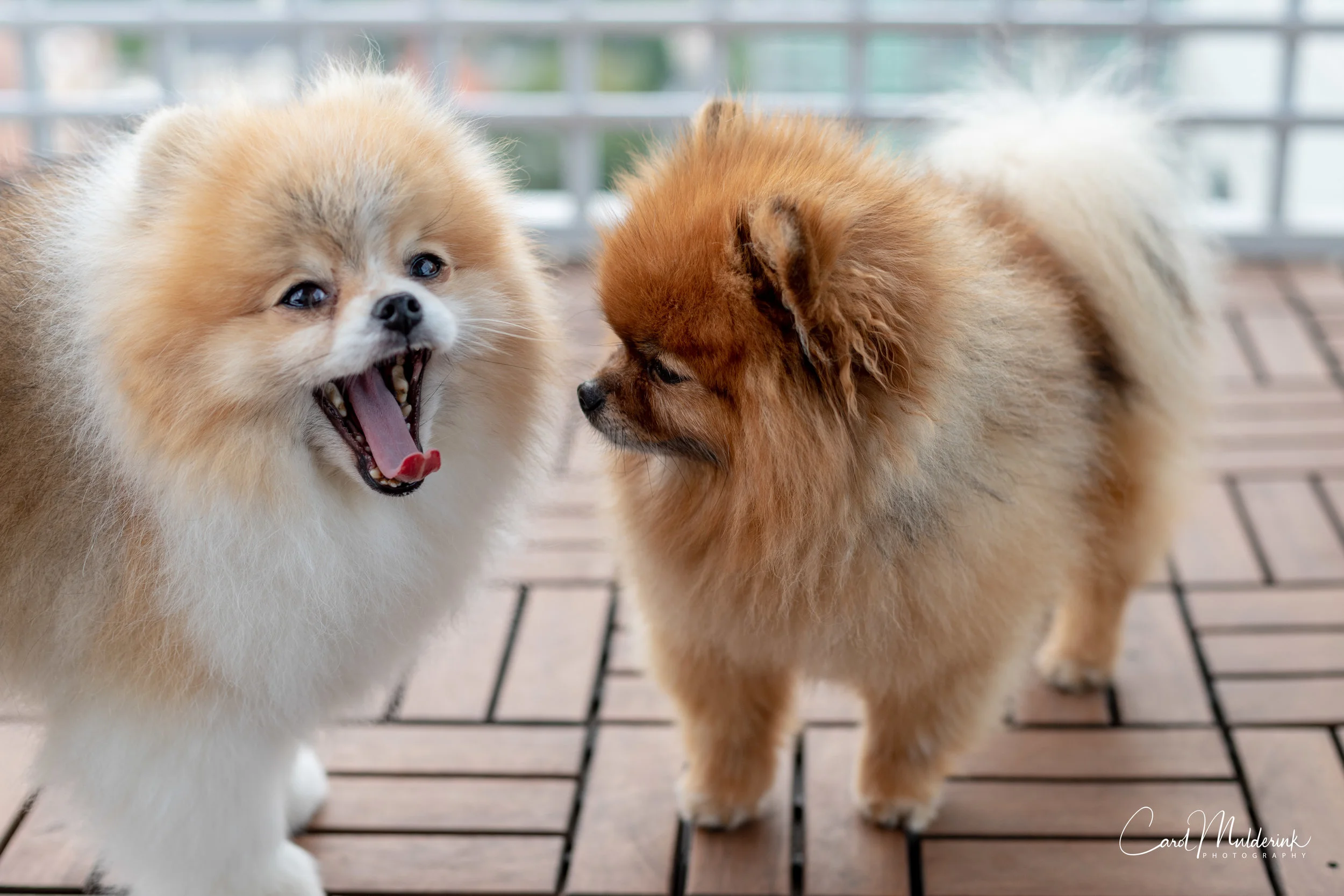 dogs on deck.jpg